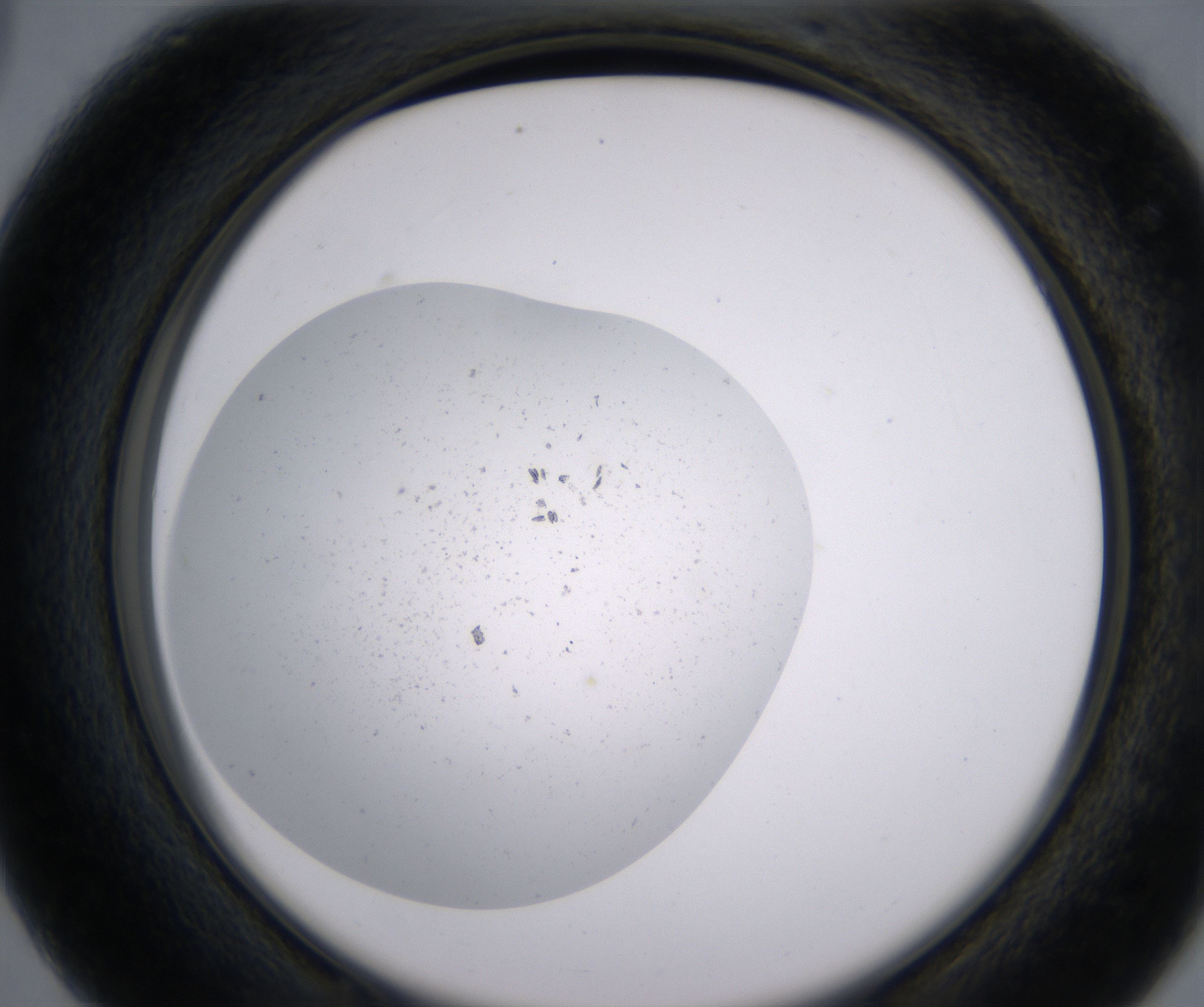 C3_HighResolution_Precipitate_2.jpg