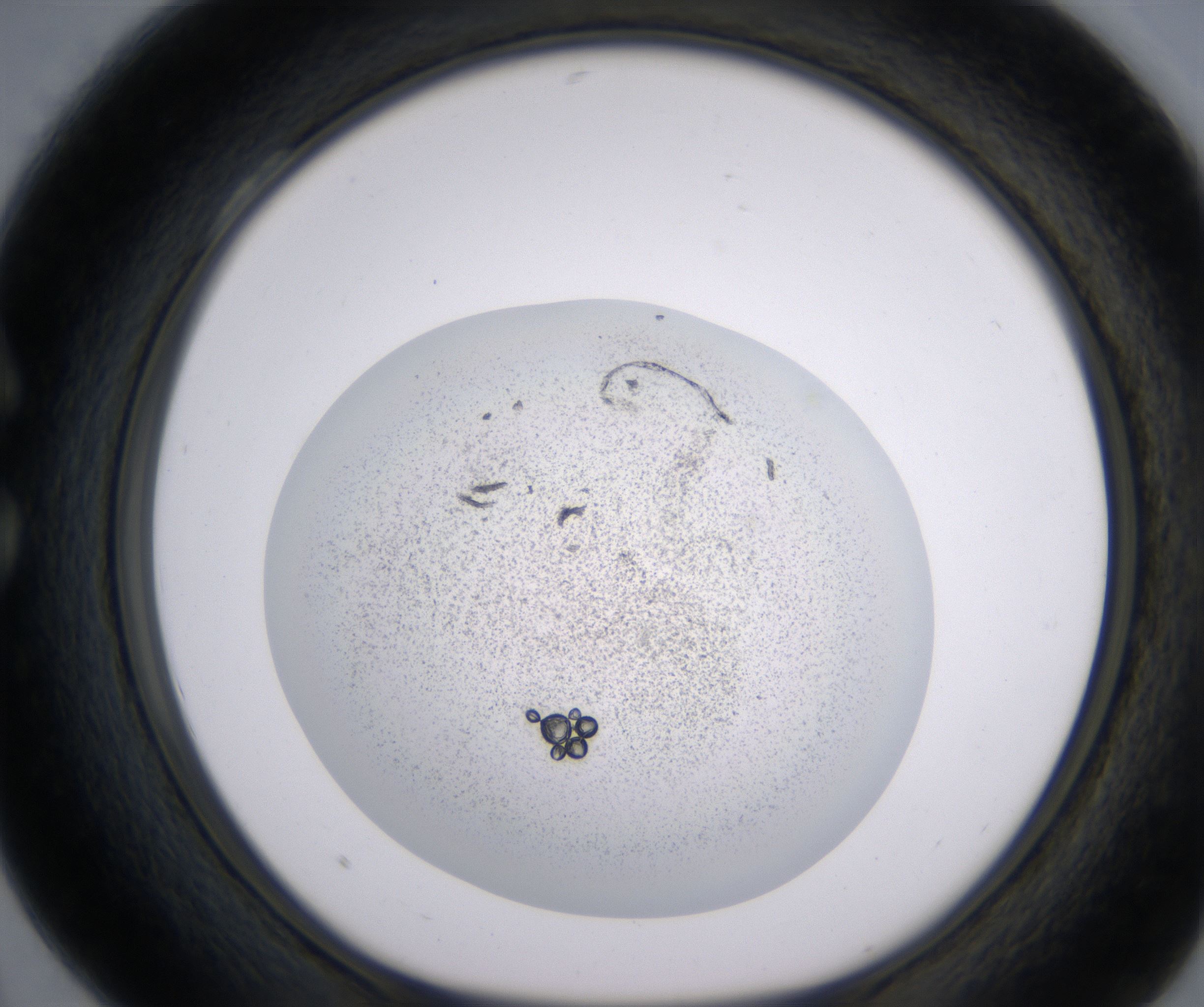 C4_HighResolution_Precipitate_1.jpg