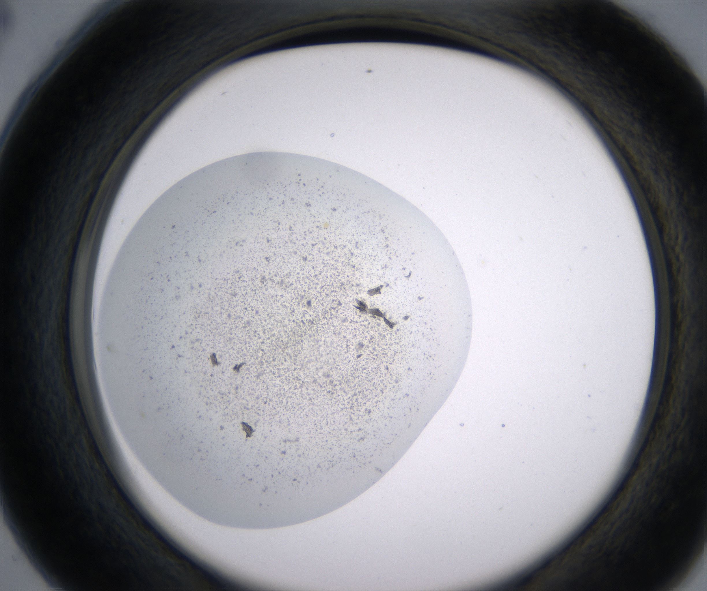 C4_HighResolution_Precipitate_2.jpg