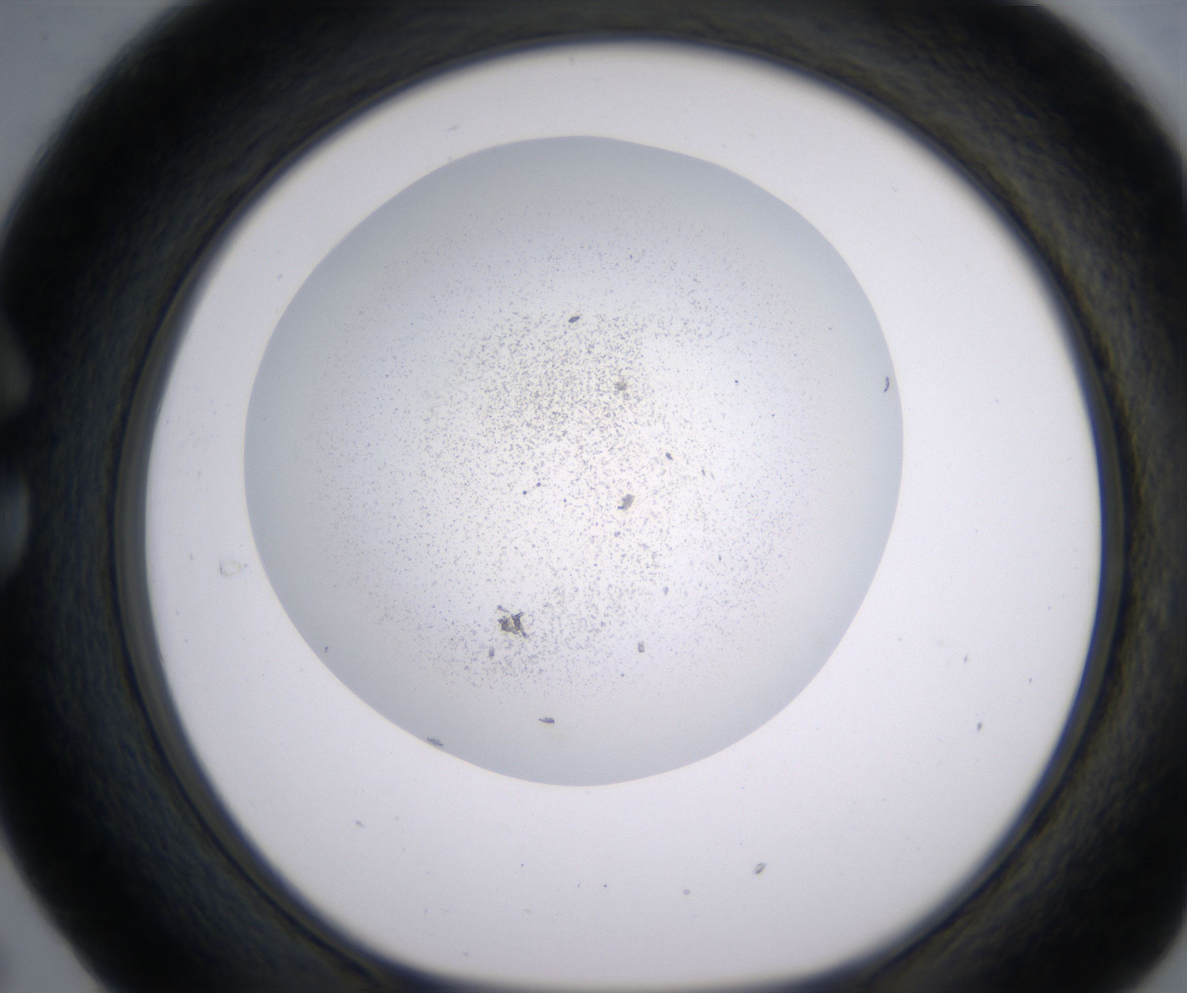 C5_HighResolution_Precipitate_1.jpg