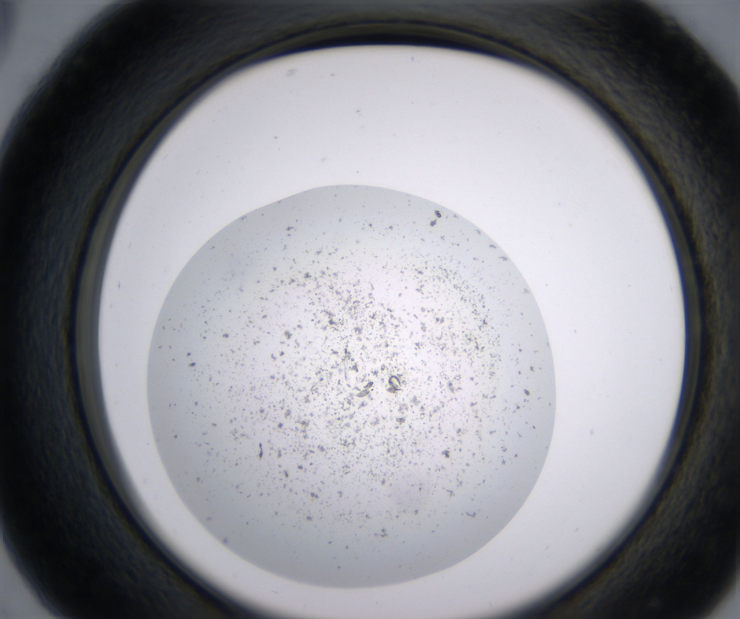 C5_HighResolution_Precipitate_2.jpg