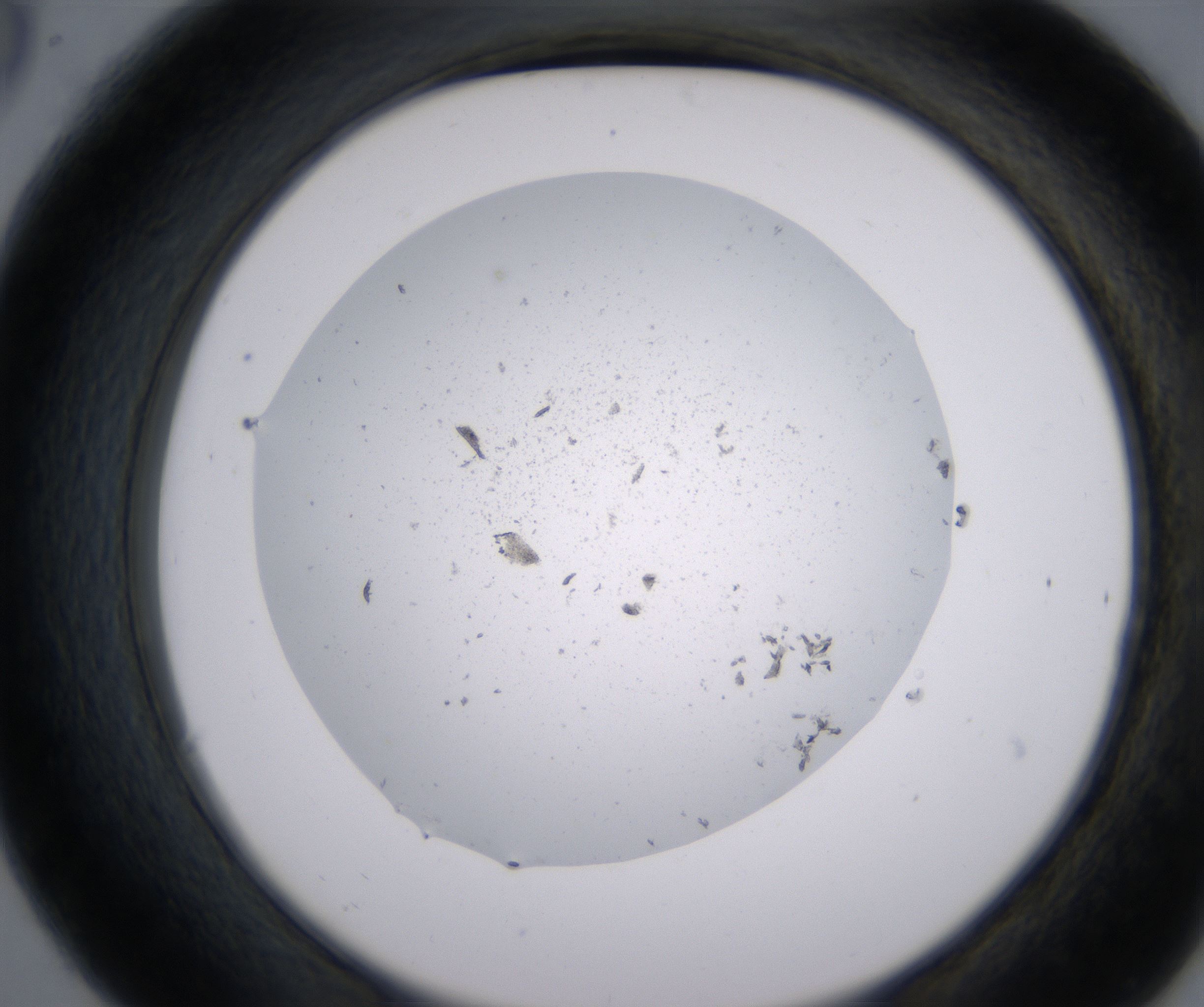 C6_HighResolution_Precipitate_2.jpg