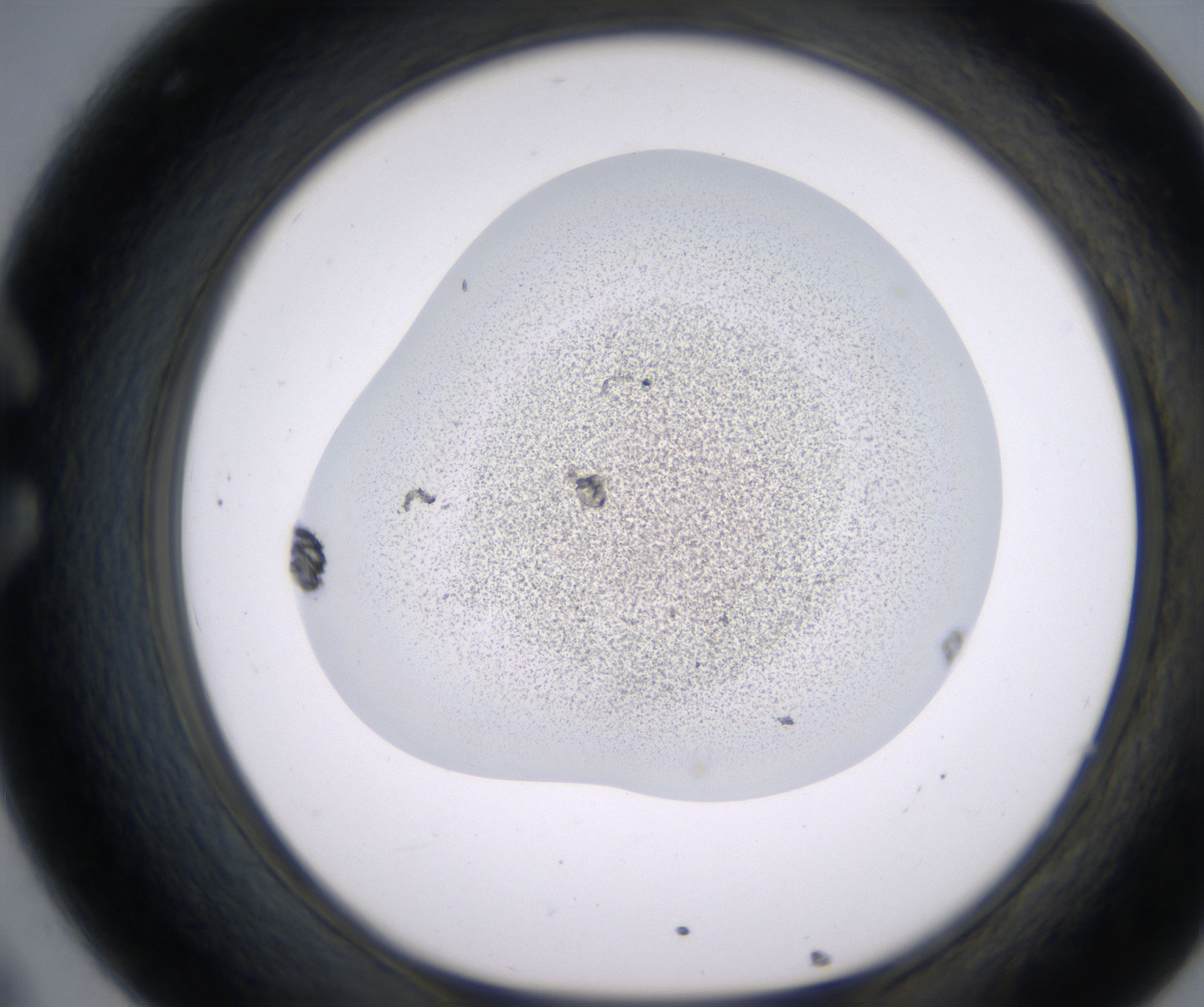 C8_HighResolution_Precipitate_1.jpg