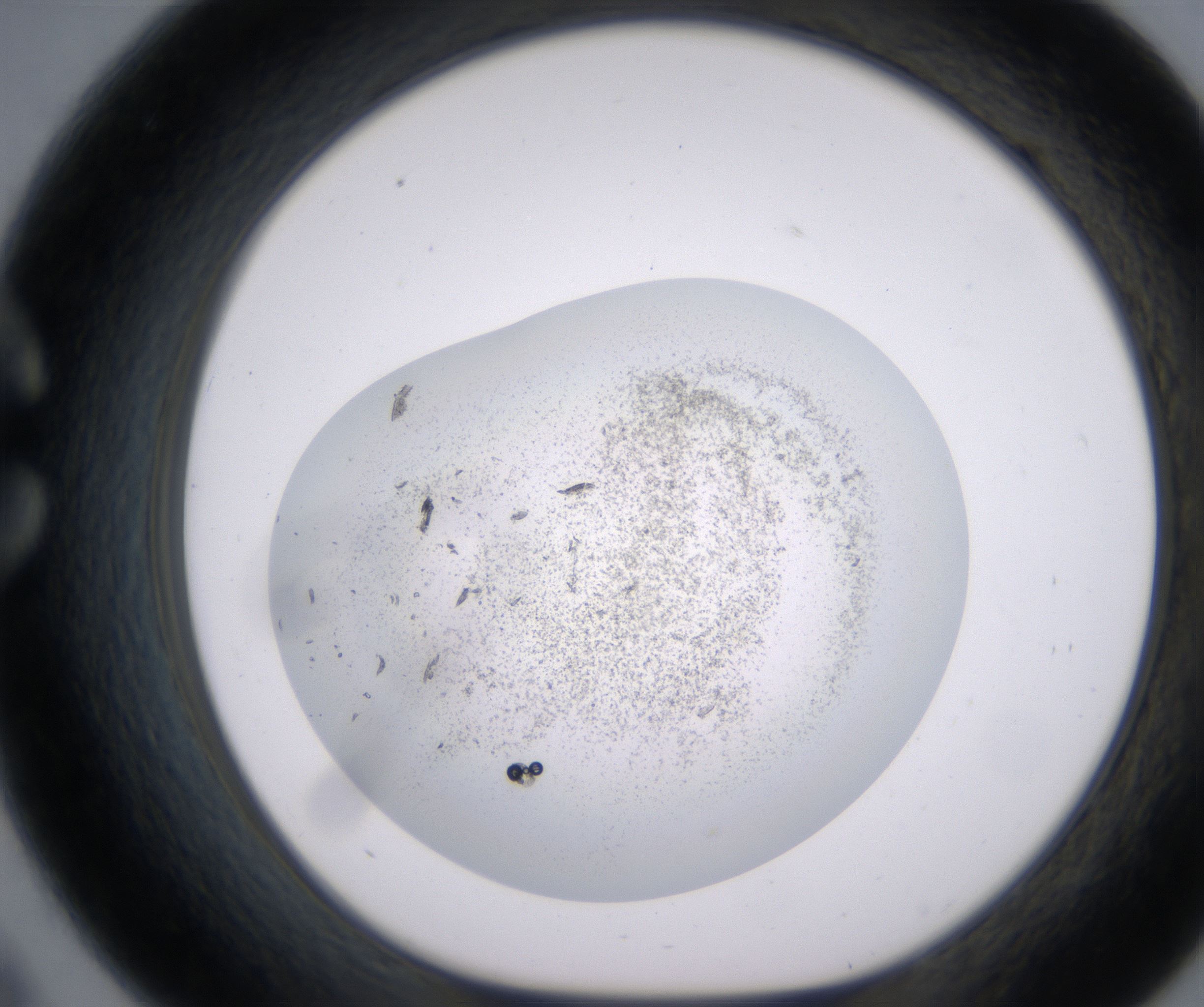 C9_HighResolution_Precipitate_1.jpg