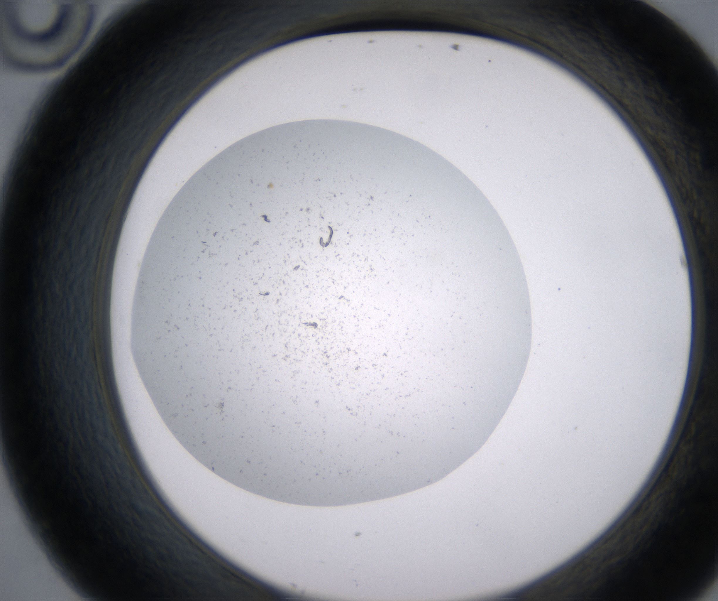 D10_HighResolution_Precipitate_2.jpg