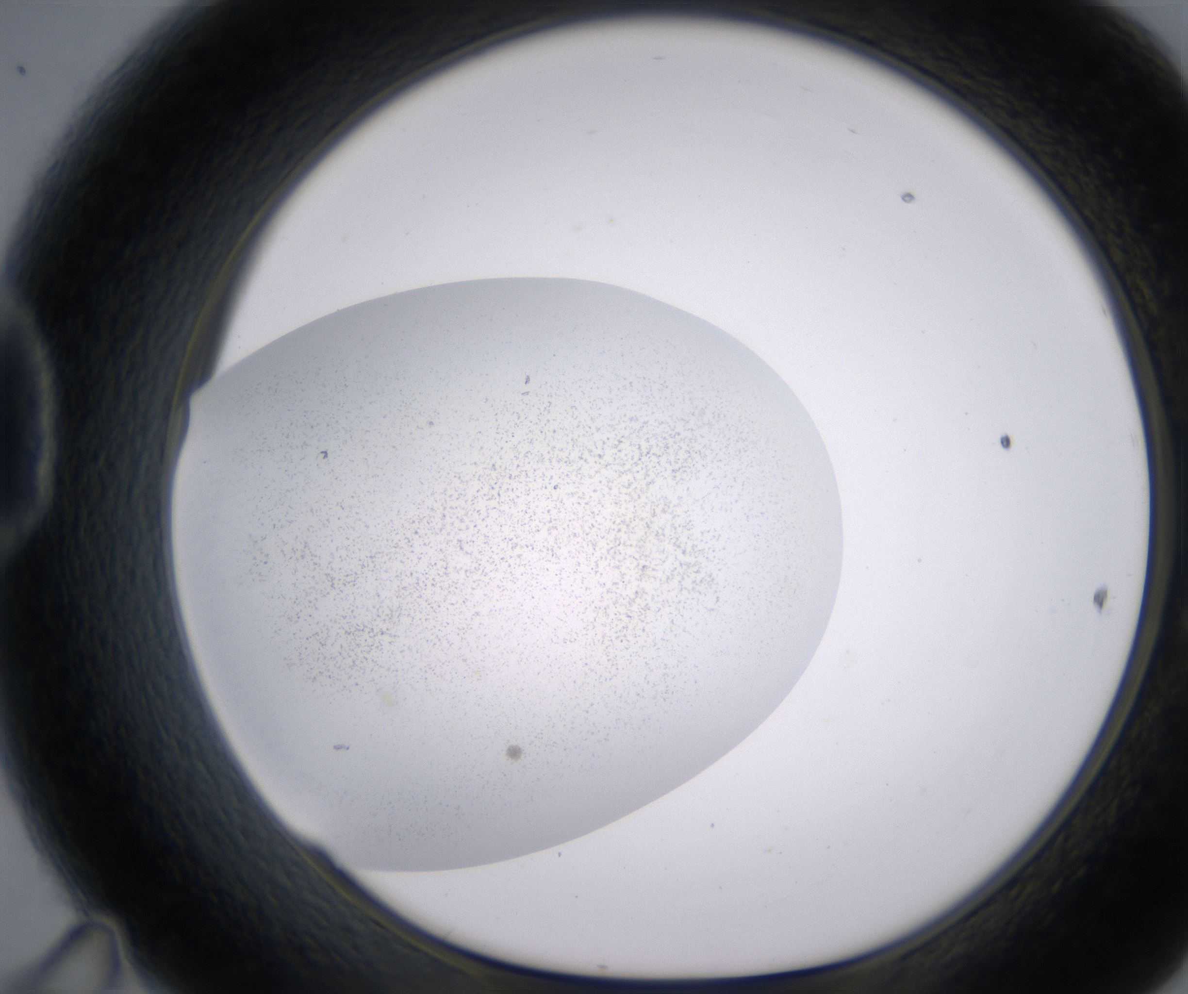 D11_HighResolution_Precipitate_1.jpg