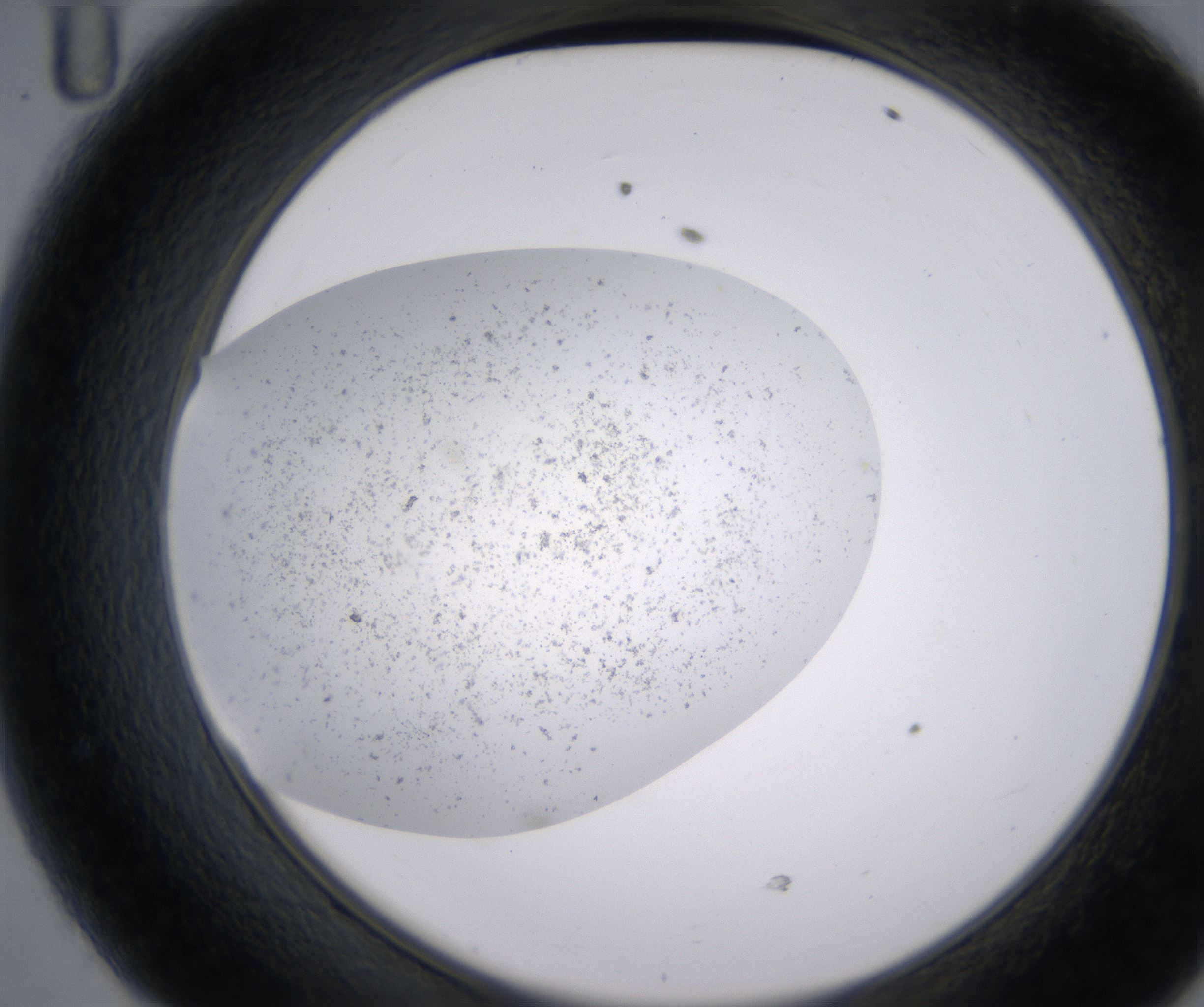 D11_HighResolution_Precipitate_2.jpg