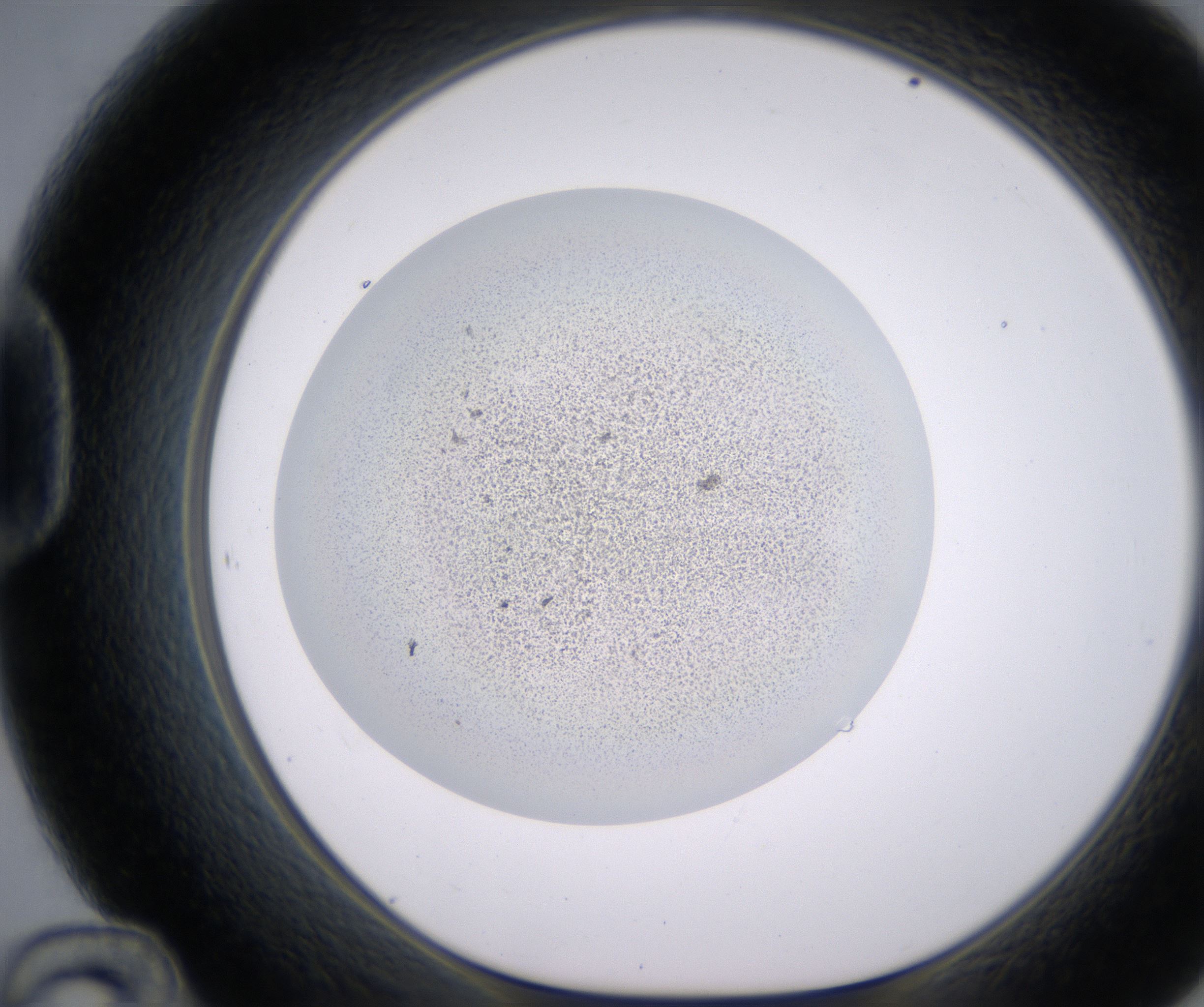 D12_HighResolution_Precipitate_1.jpg