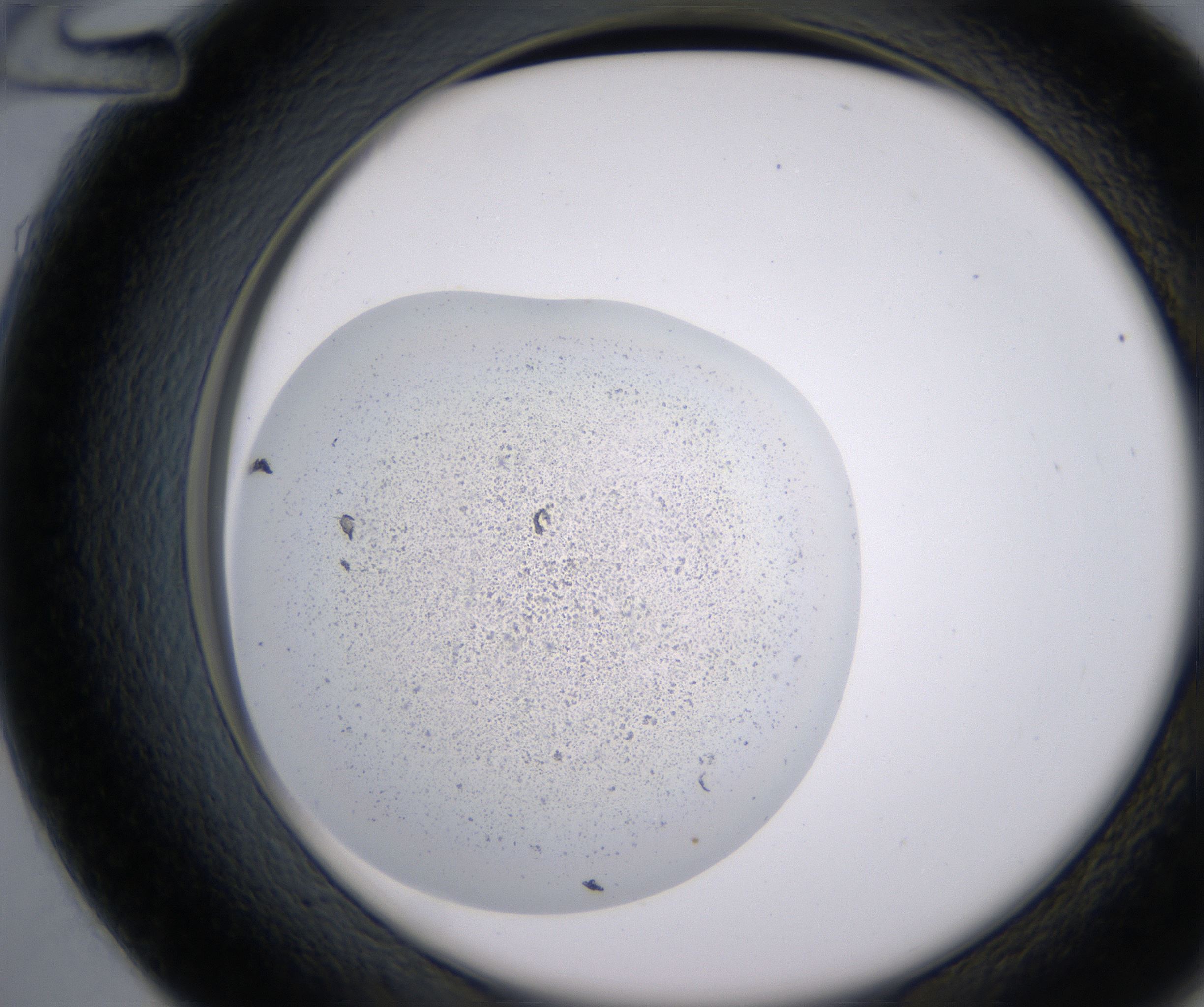 D12_HighResolution_Precipitate_2.jpg