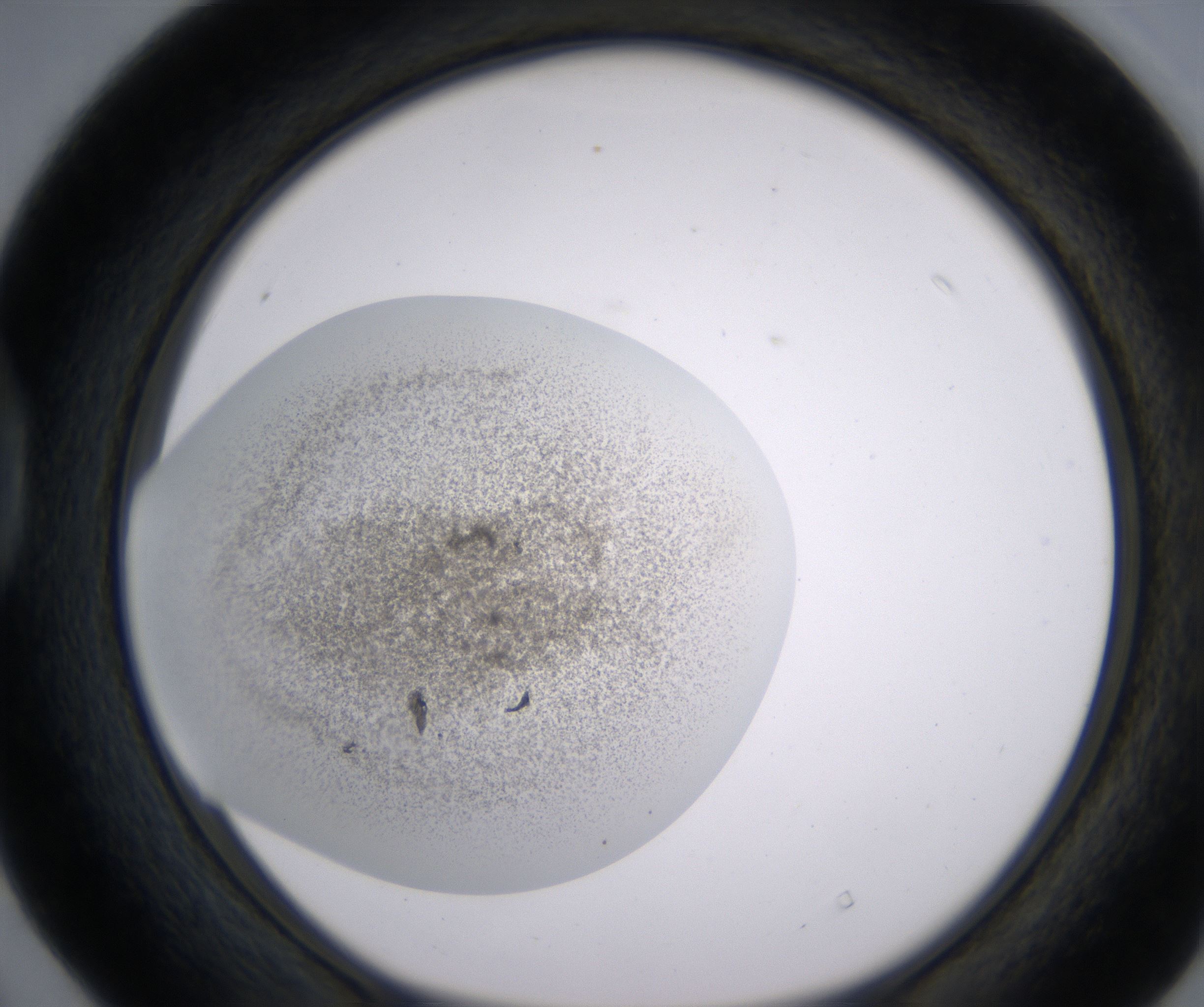 D4_HighResolution_Precipitate_1.jpg
