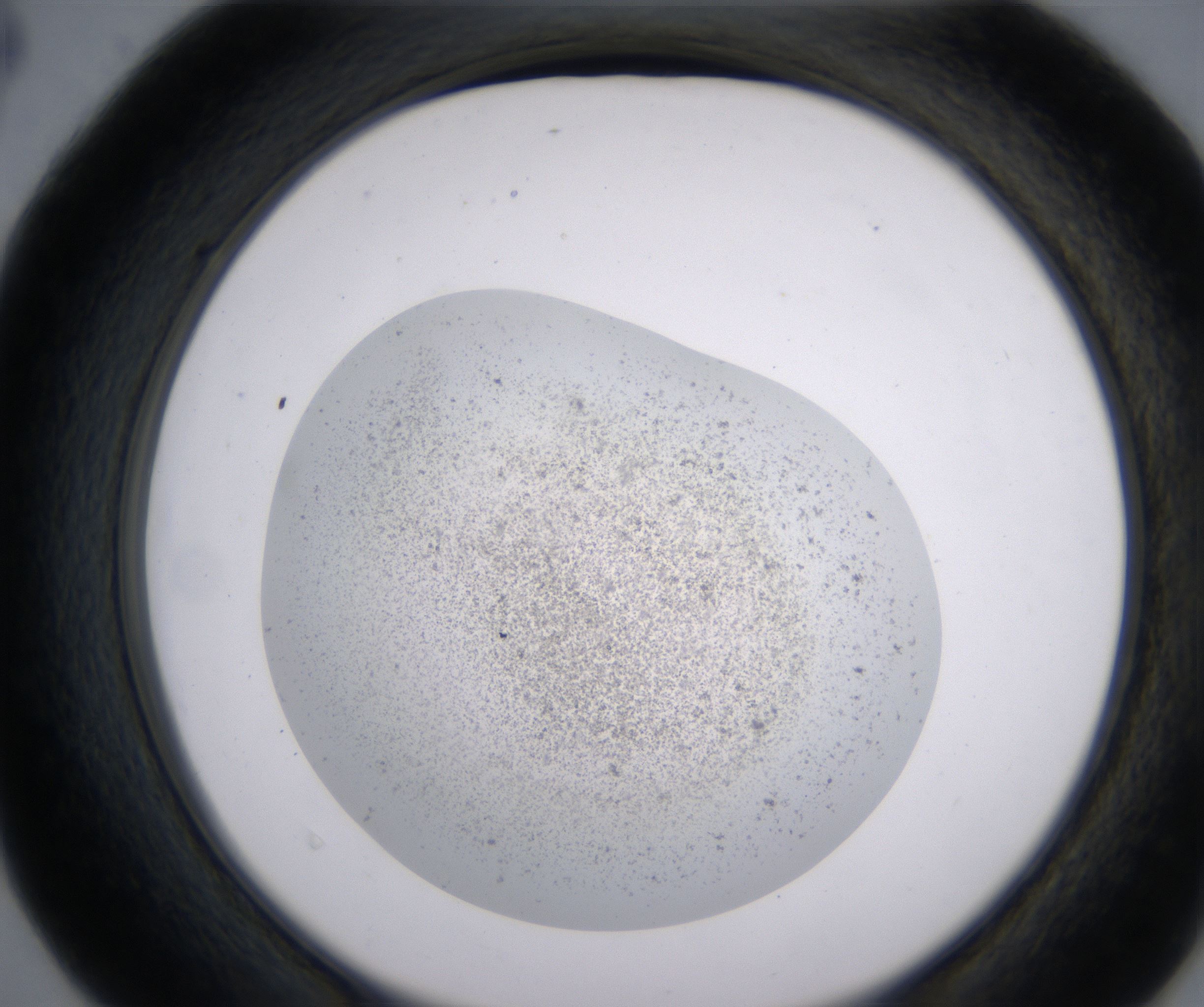 D4_HighResolution_Precipitate_2.jpg