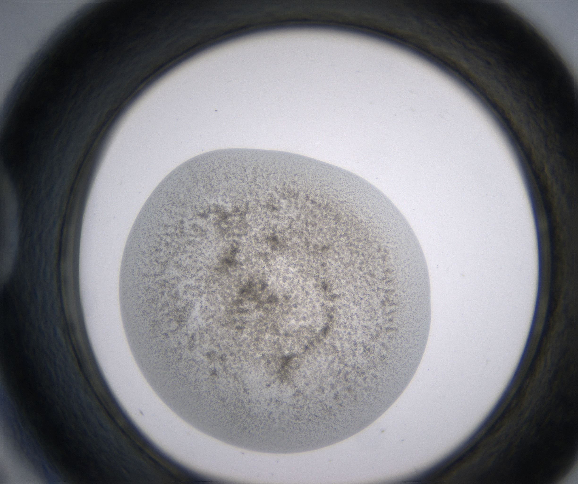 D5_HighResolution_Precipitate_1.jpg