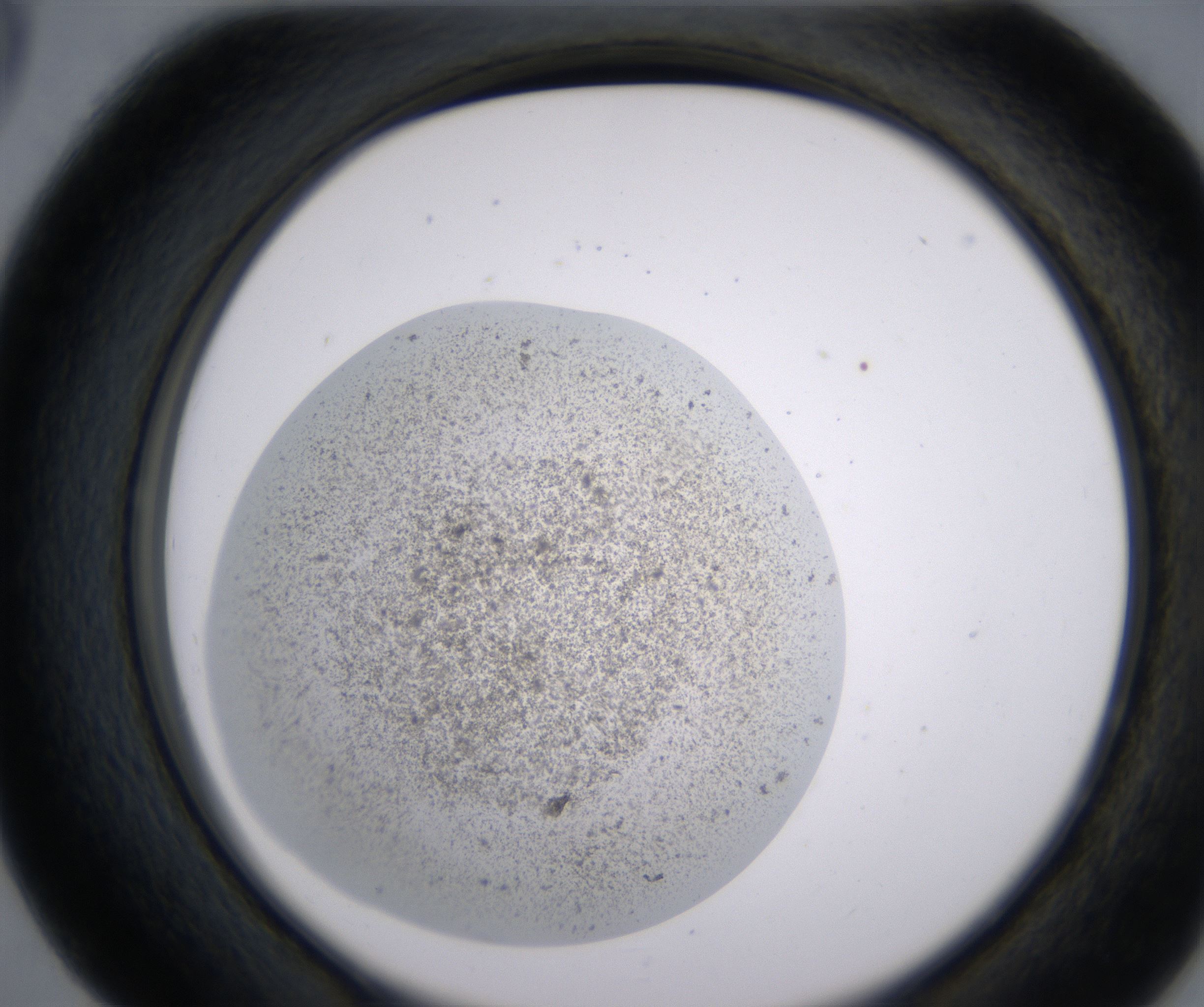 D5_HighResolution_Precipitate_2.jpg