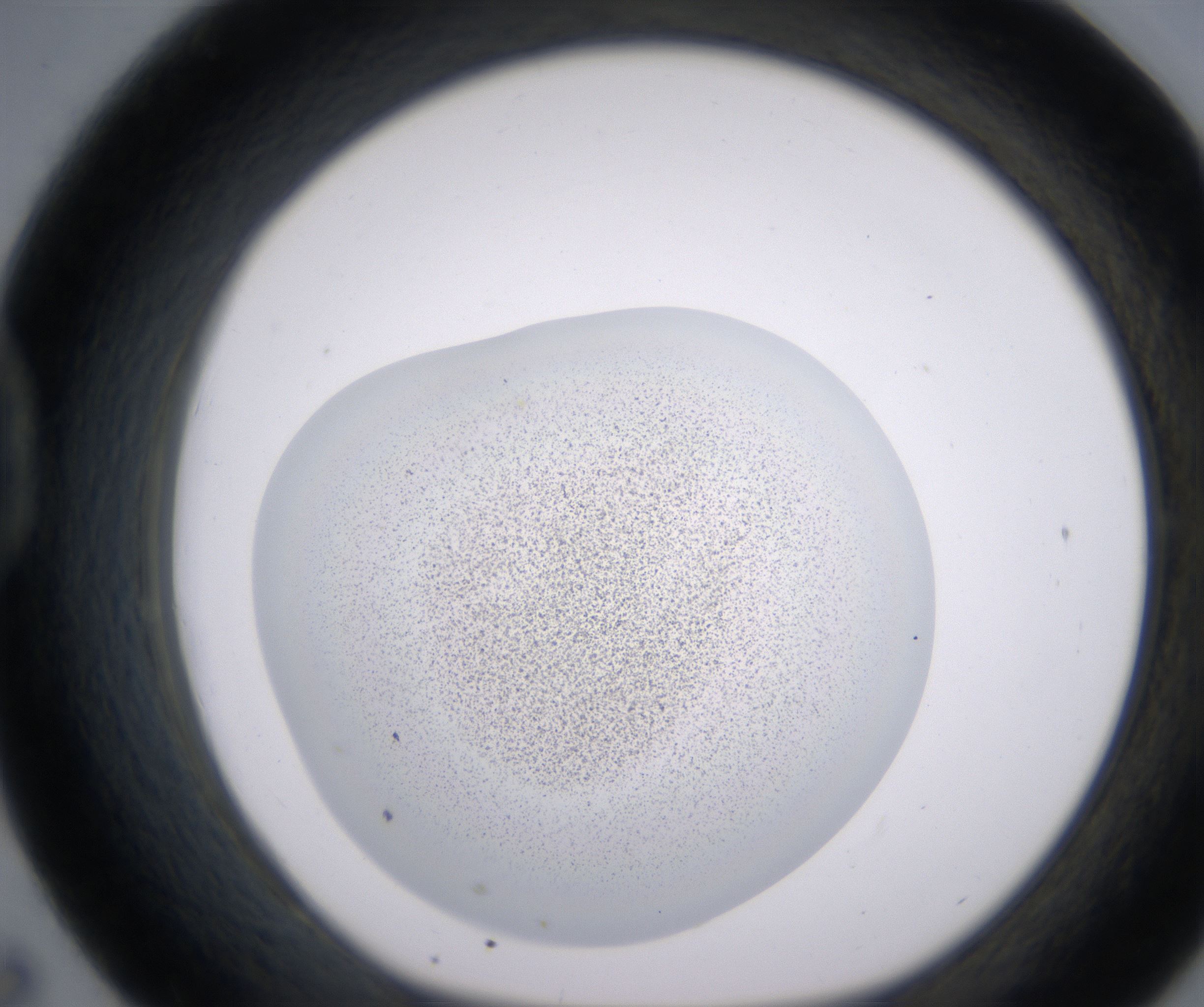 D7_HighResolution_Precipitate_1.jpg