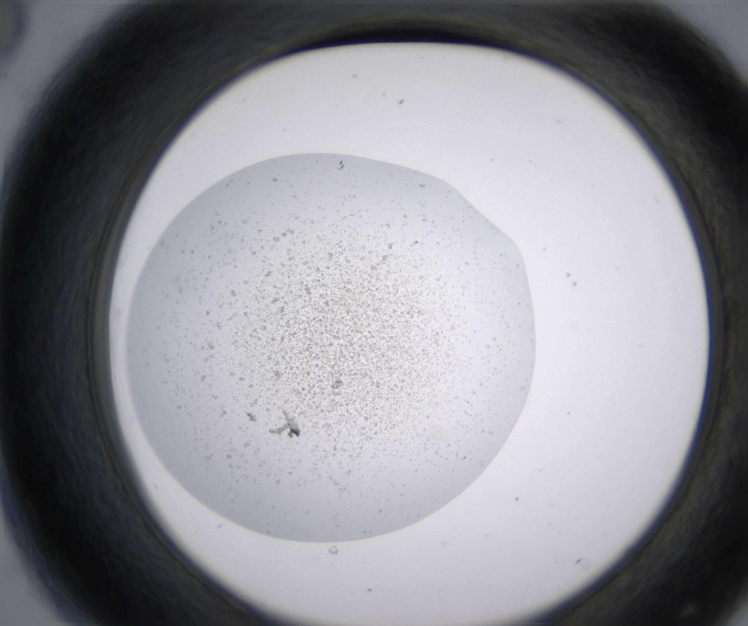 D8_HighResolution_Precipitate_2.jpg