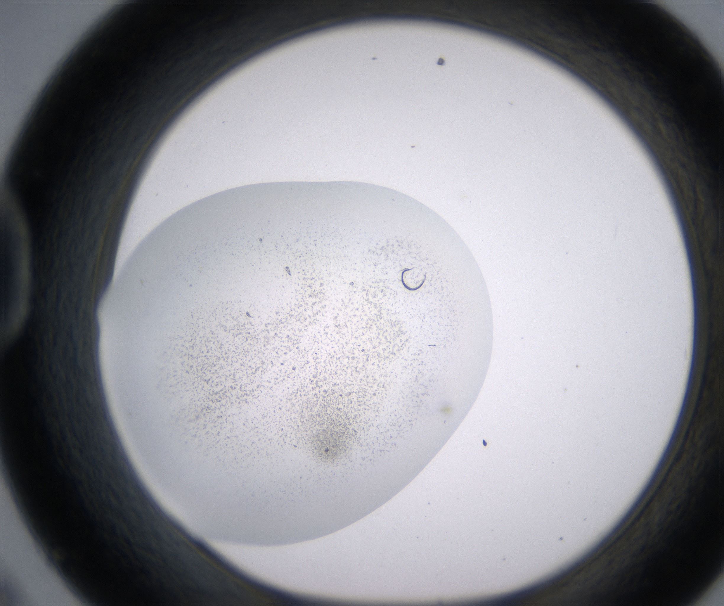 D9_HighResolution_Precipitate_1.jpg