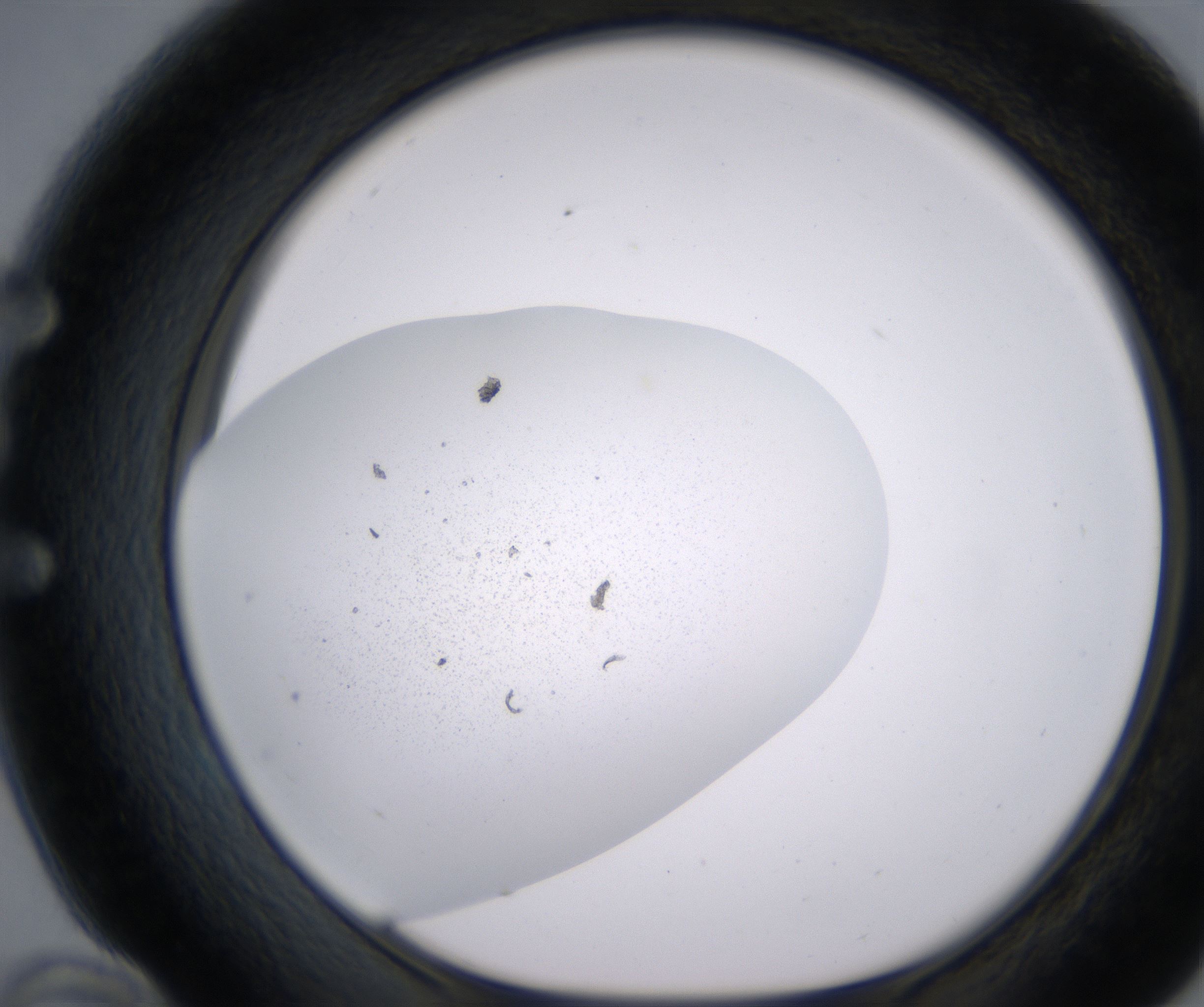 E10_HighResolution_Precipitate_1.jpg
