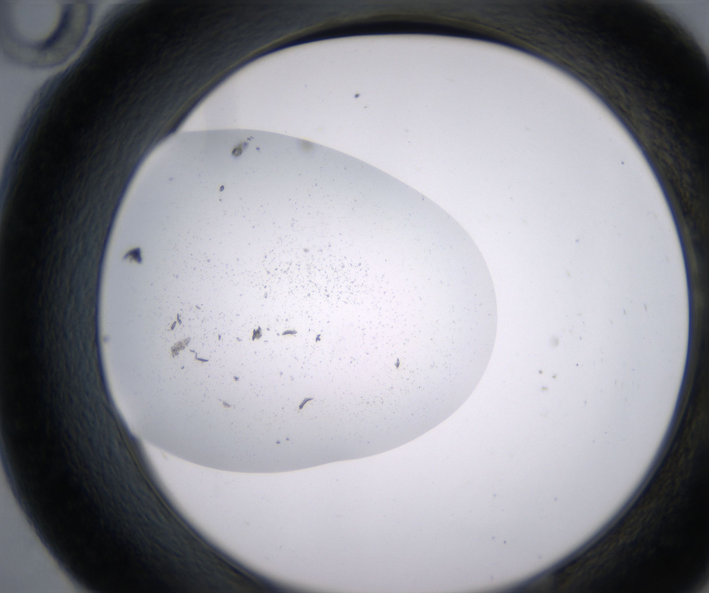 E10_HighResolution_Precipitate_2.jpg