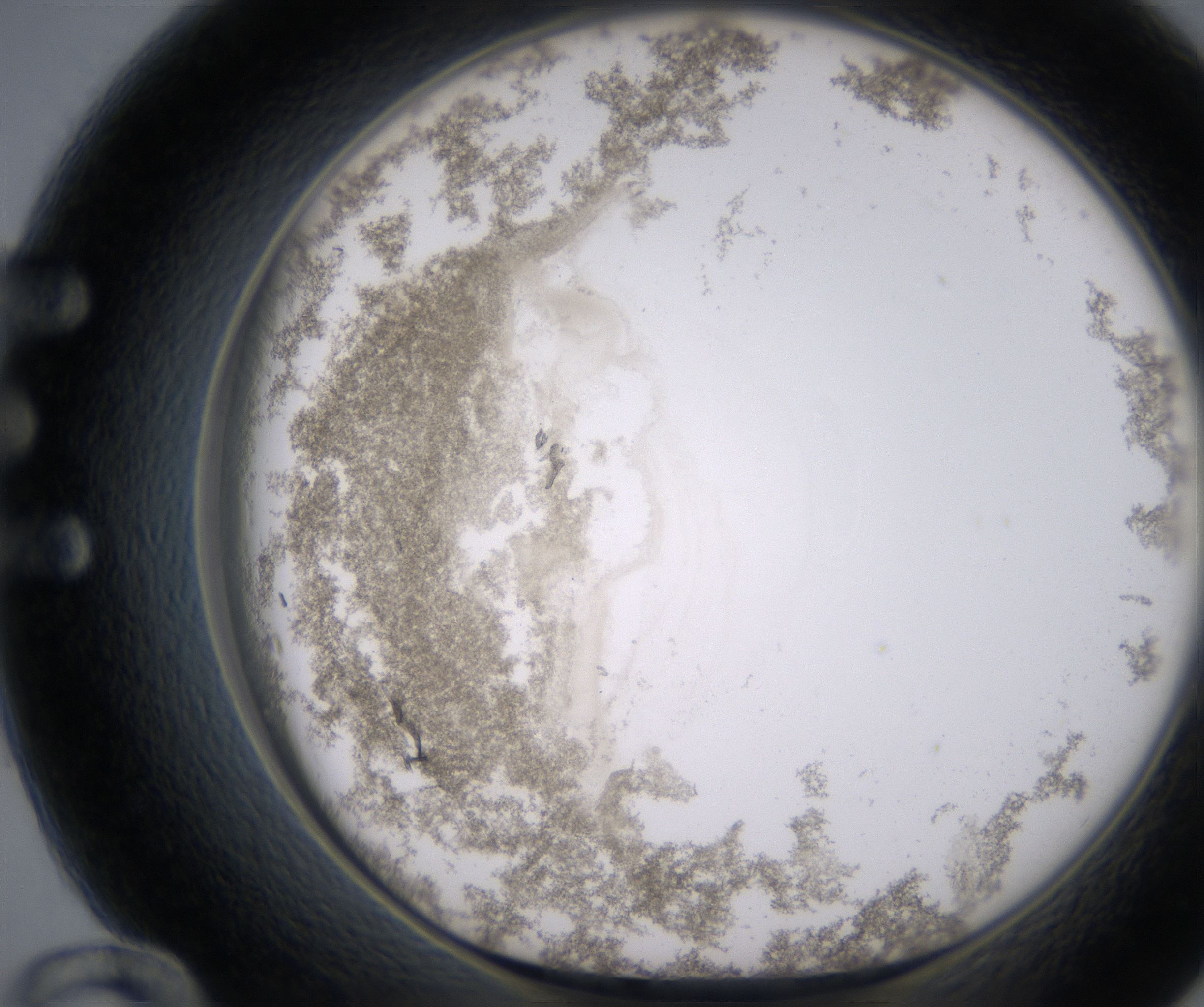 E12_HighResolution_Precipitate_1.jpg