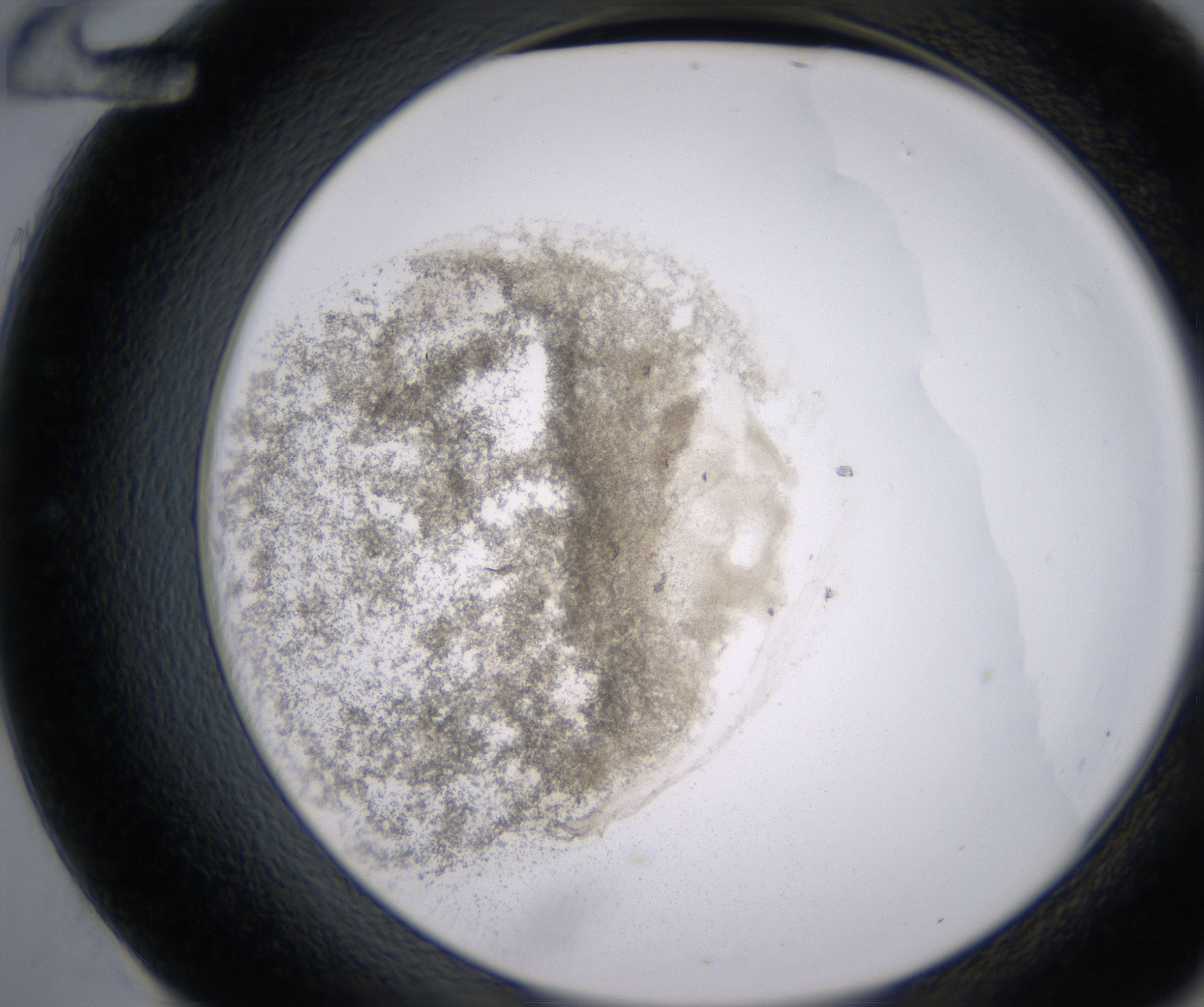 E12_HighResolution_Precipitate_2.jpg