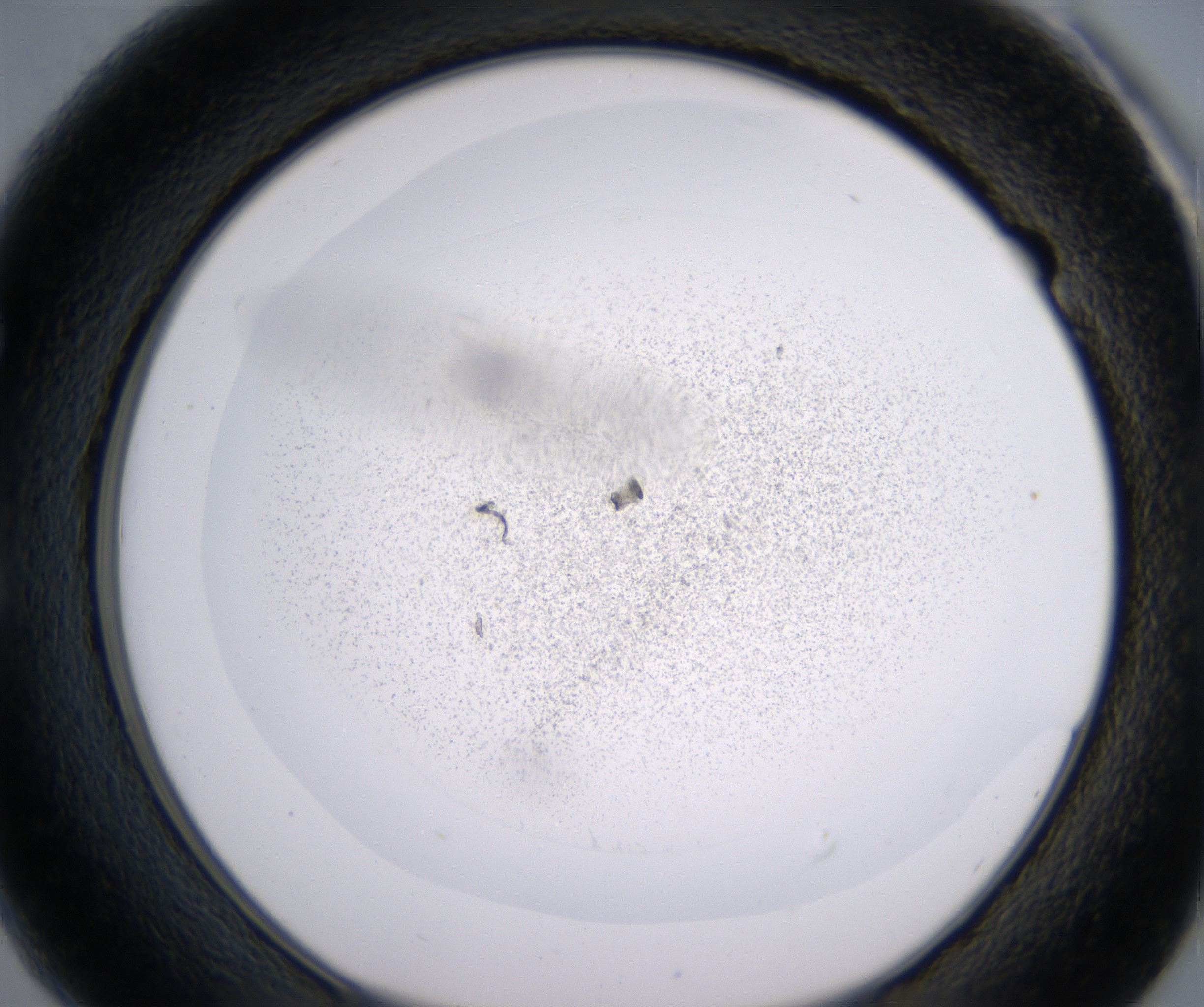 E1_HighResolution_Precipitate_1.jpg
