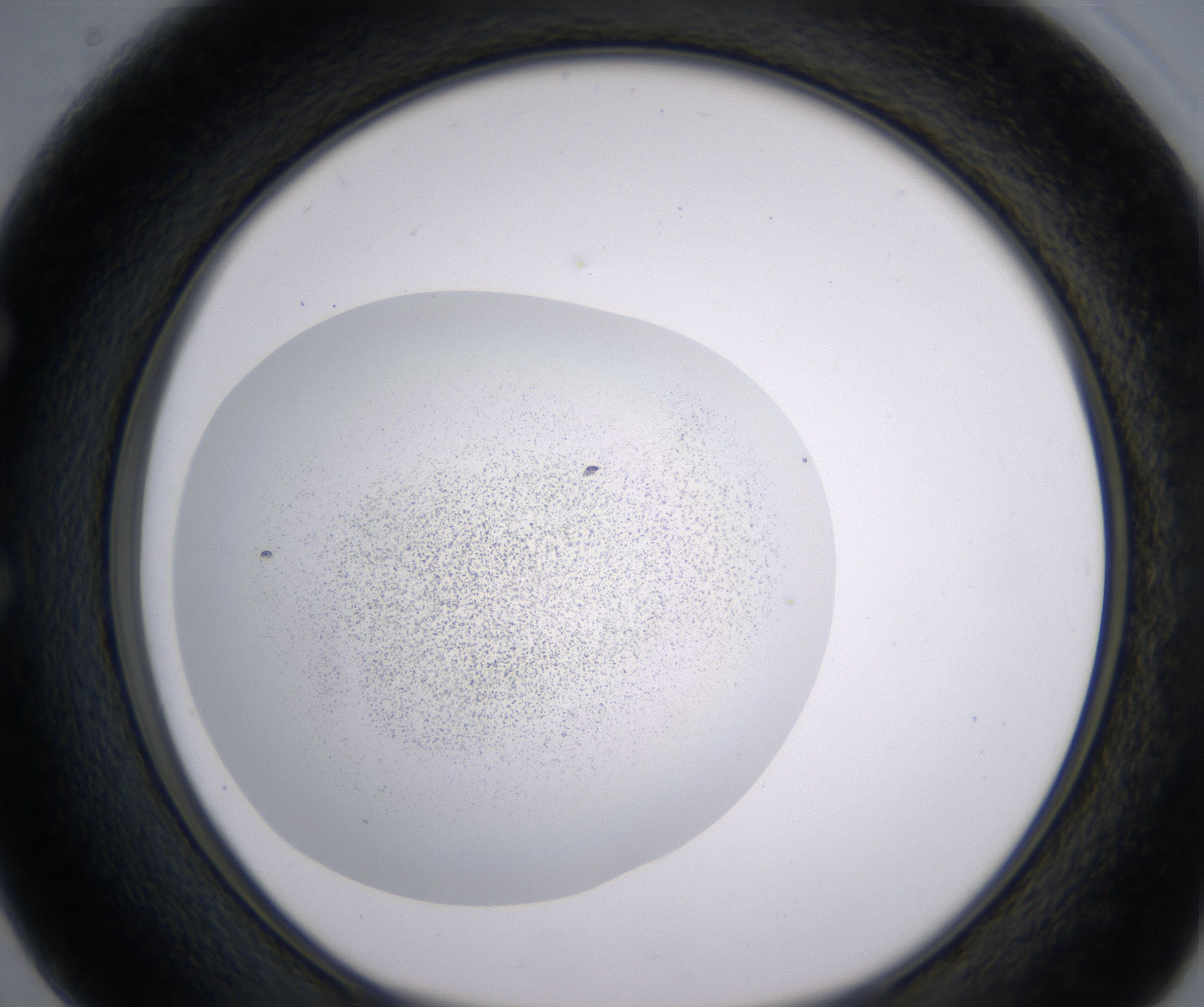 E2_HighResolution_Precipitate_1.jpg