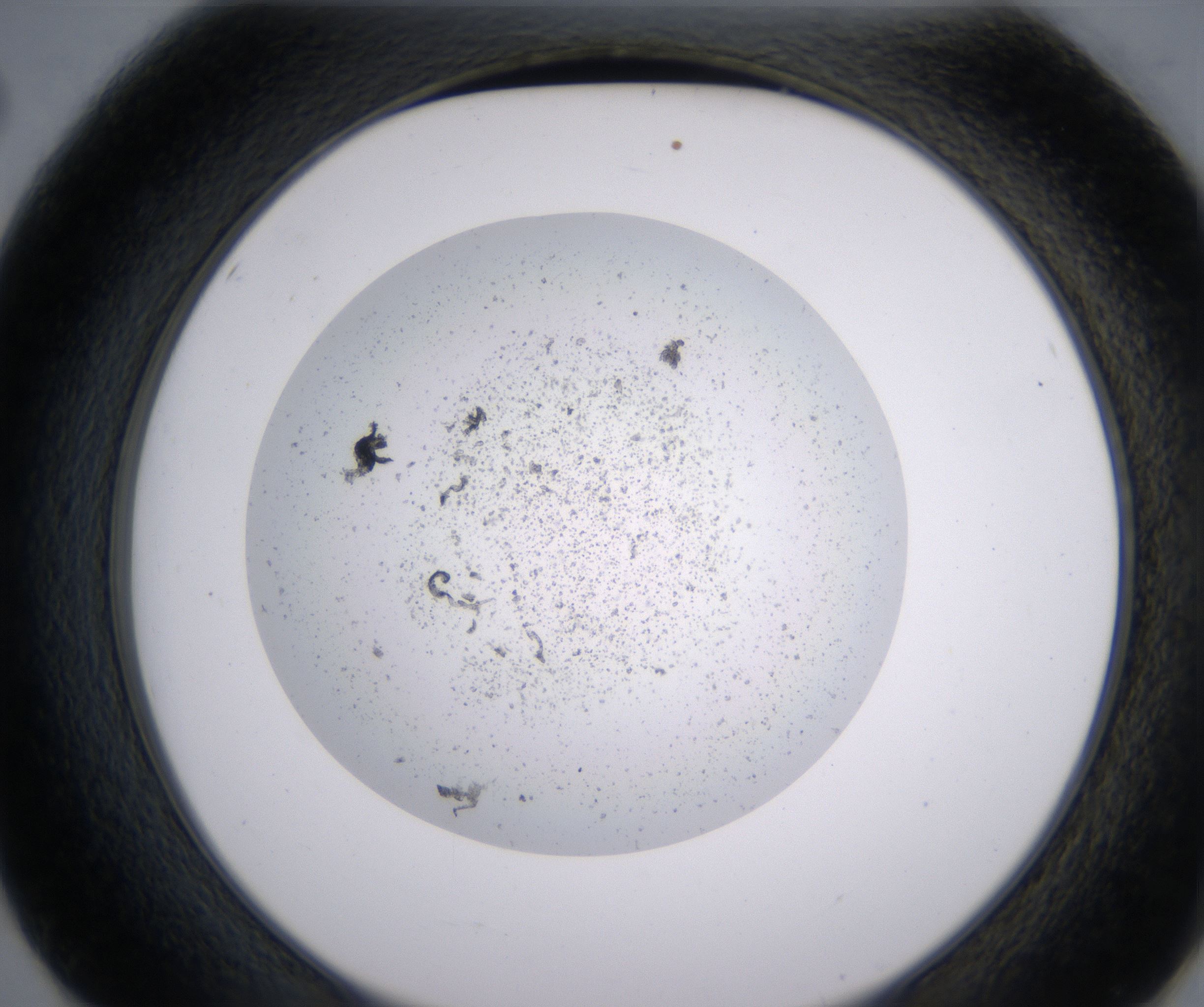 E2_HighResolution_Precipitate_2.jpg