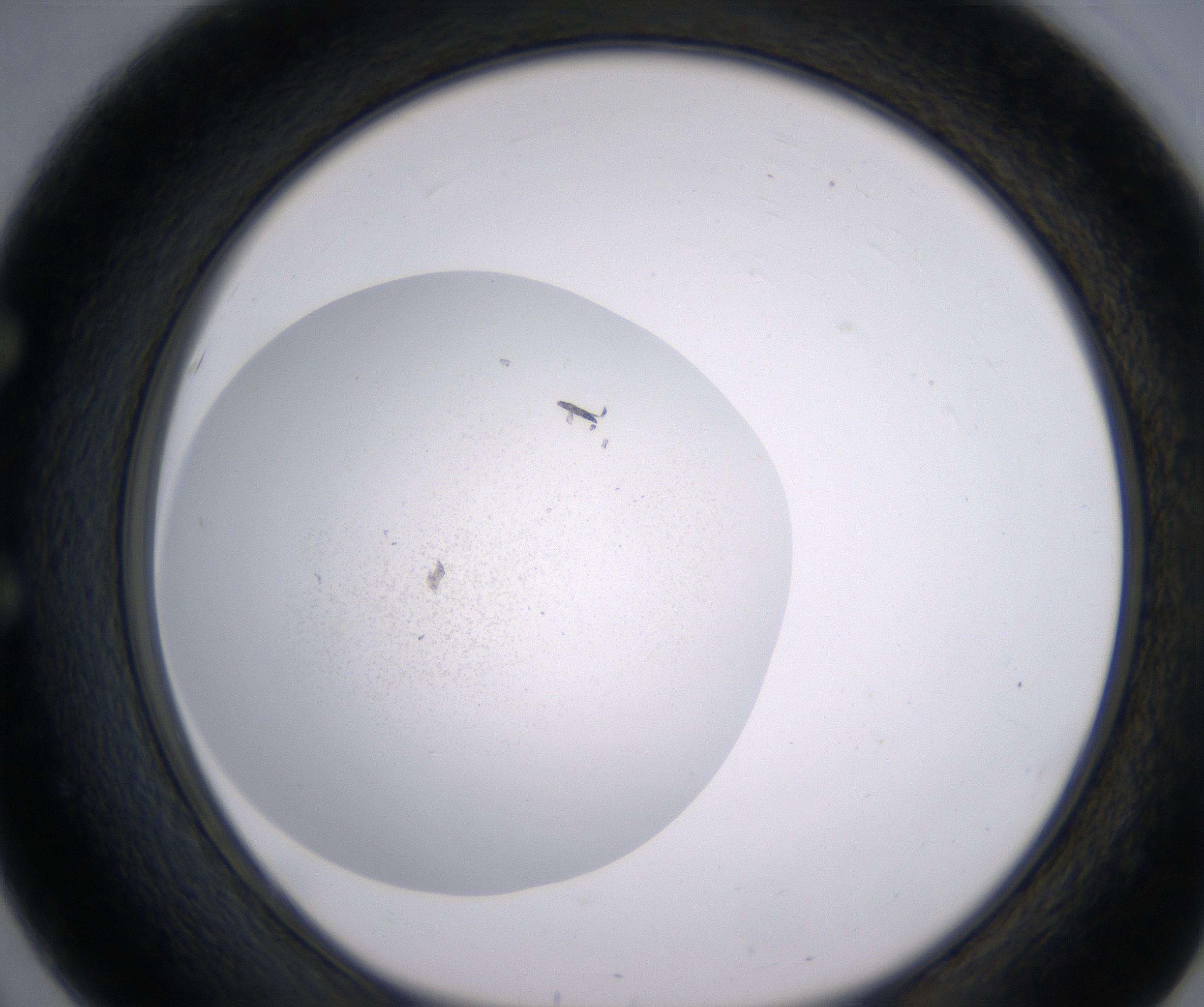 E3_HighResolution_Precipitate_1.jpg