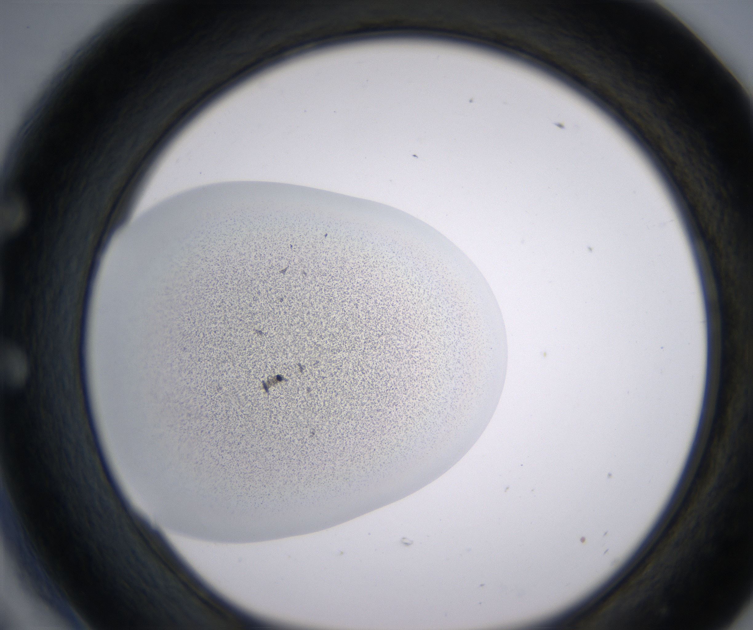 E6_HighResolution_Precipitate_1.jpg