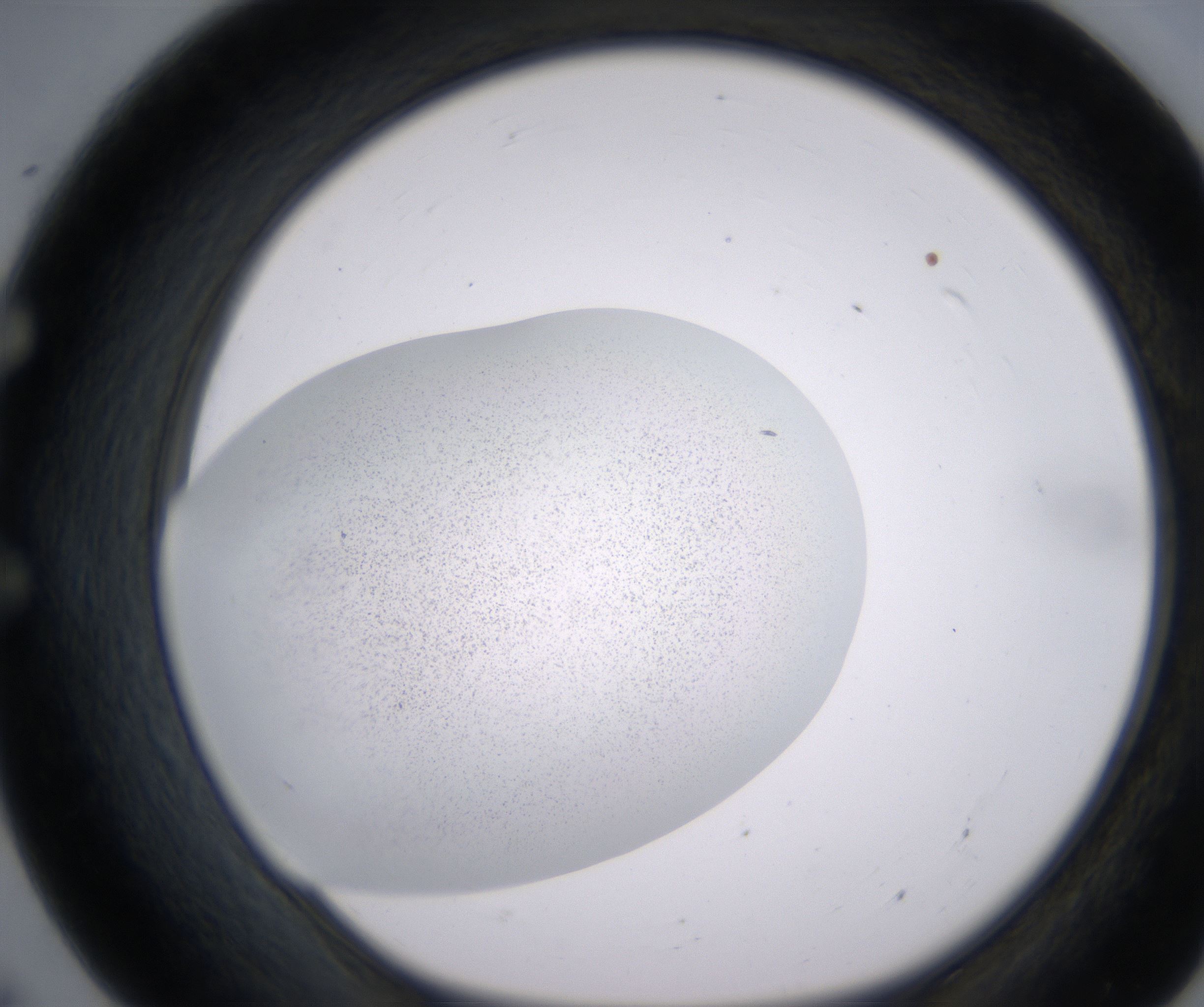E7_HighResolution_Precipitate_1.jpg