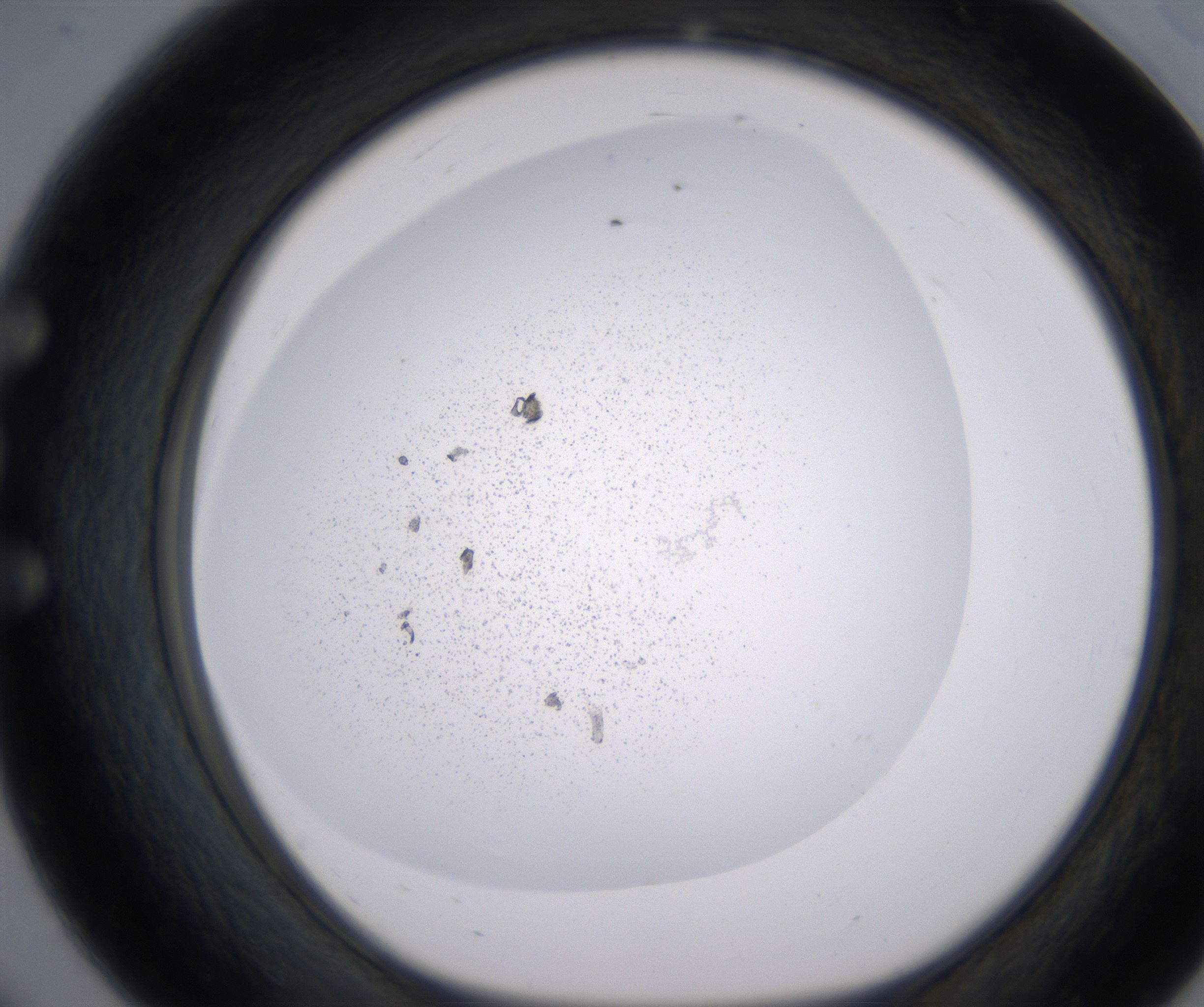 E8_HighResolution_Precipitate_1.jpg