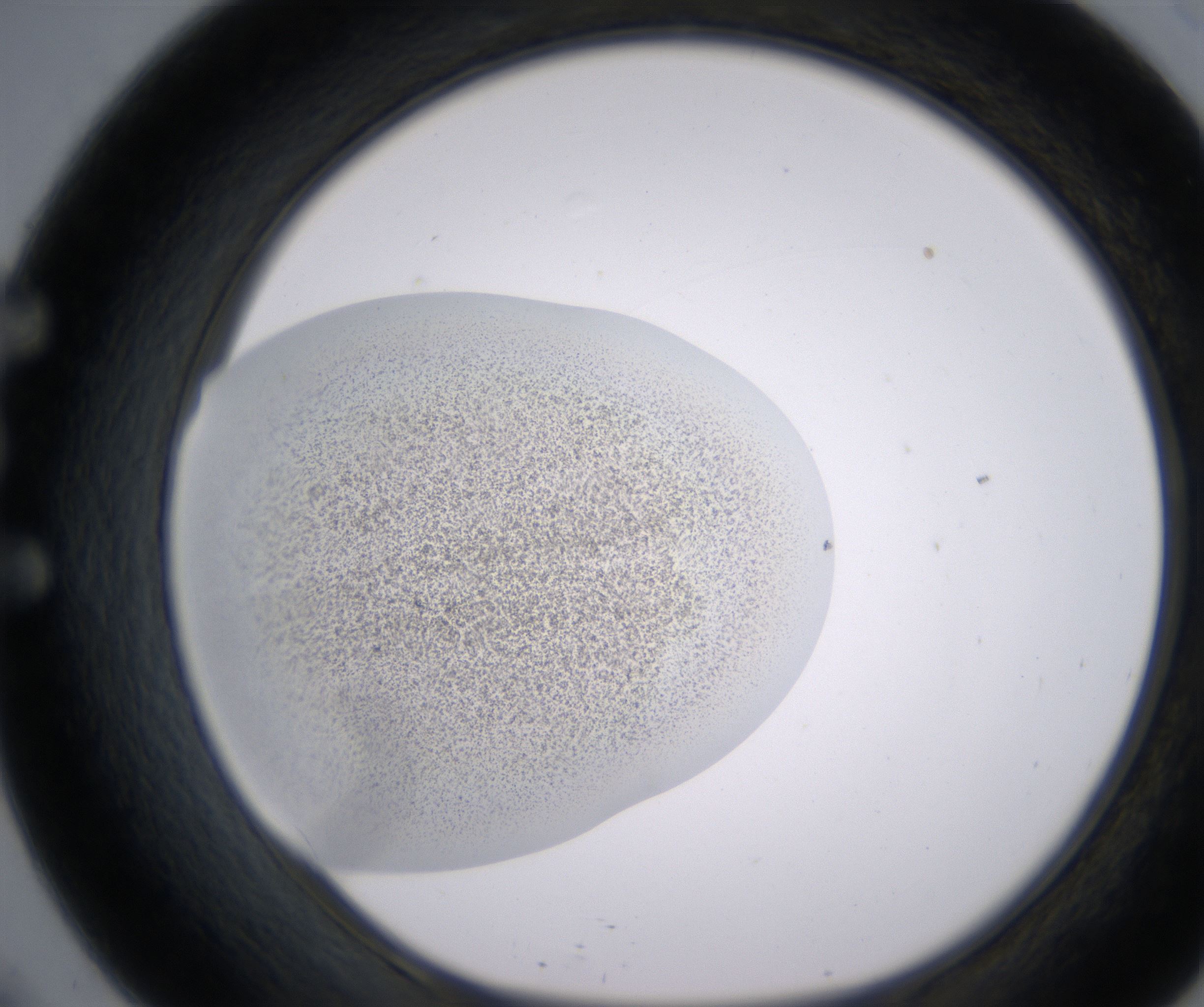 E9_HighResolution_Precipitate_1.jpg