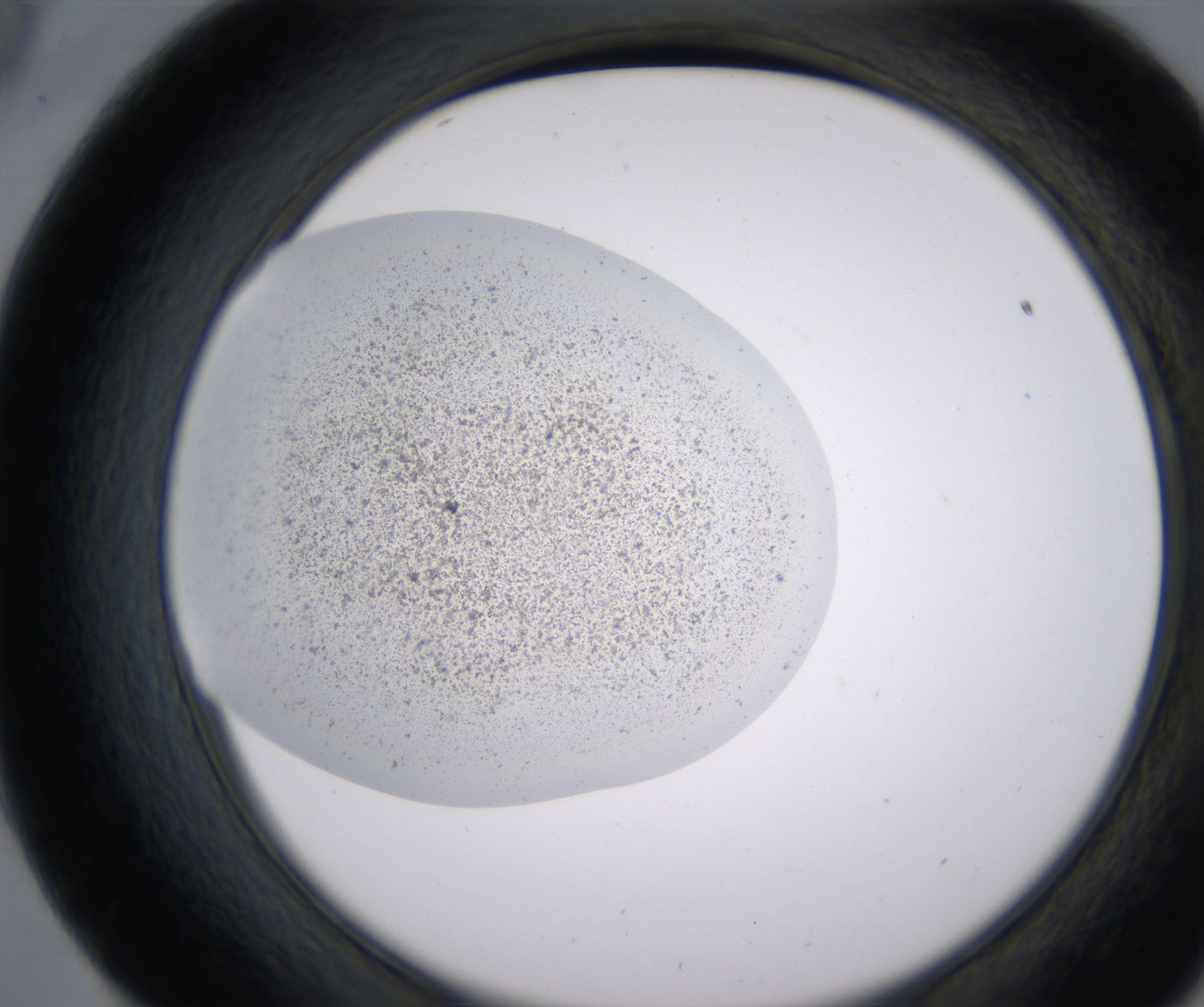 E9_HighResolution_Precipitate_2.jpg