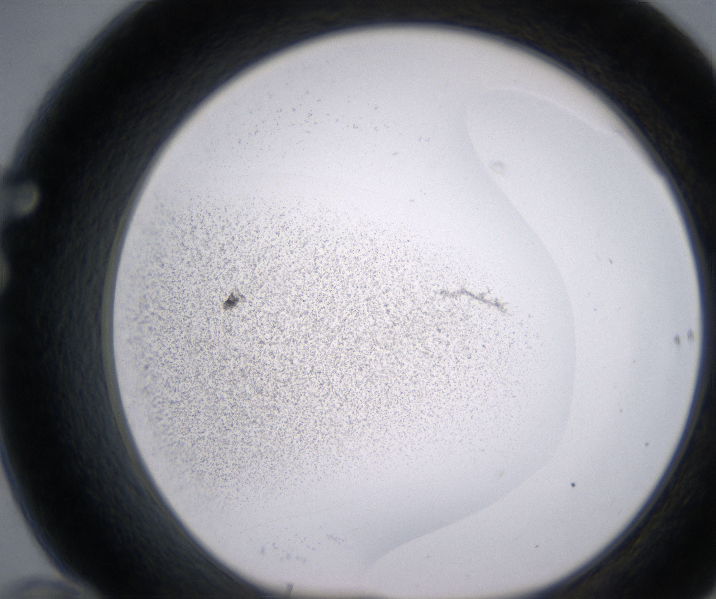 F10_HighResolution_Precipitate_1.jpg
