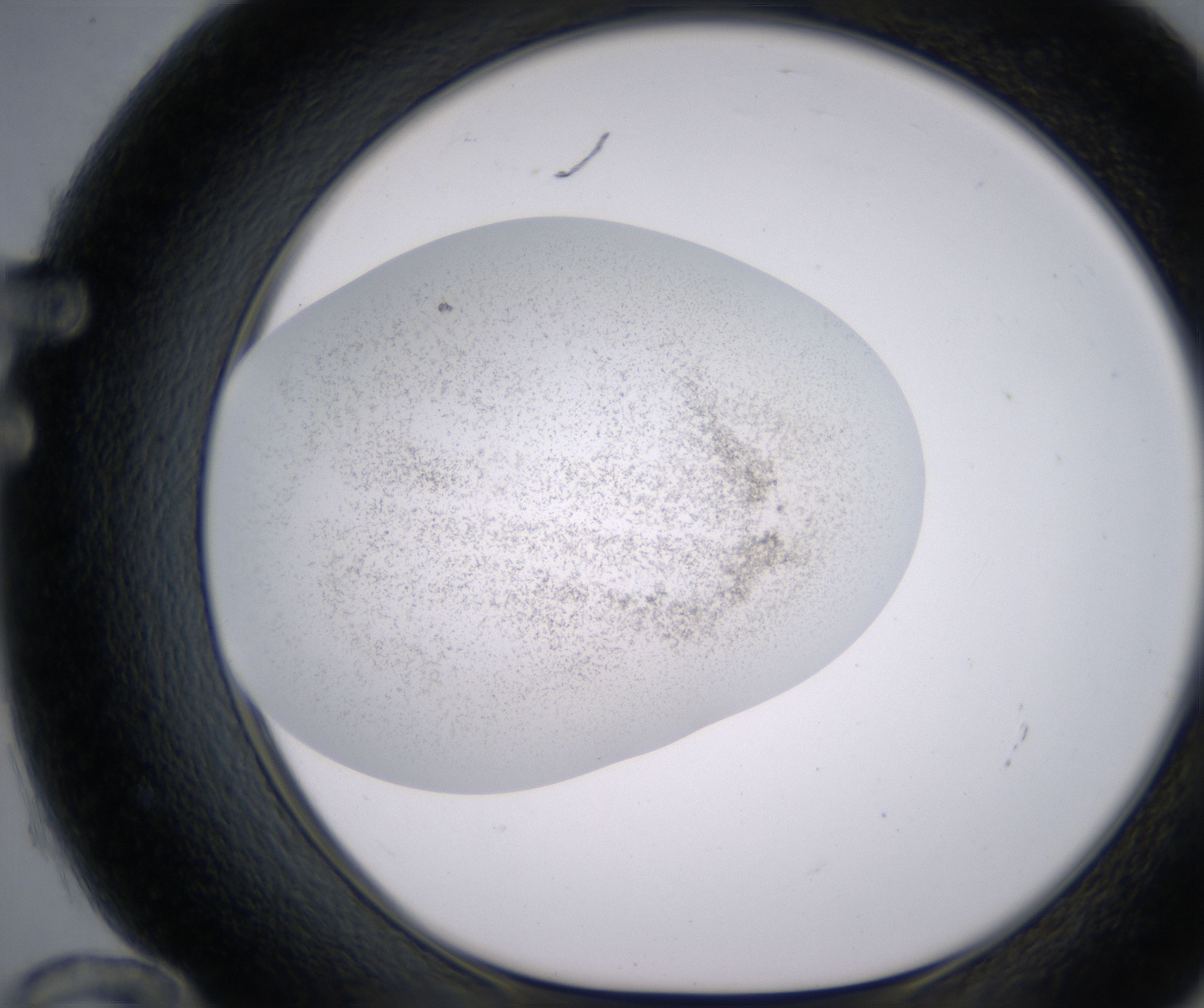 F12_HighResolution_Precipitate_1.jpg
