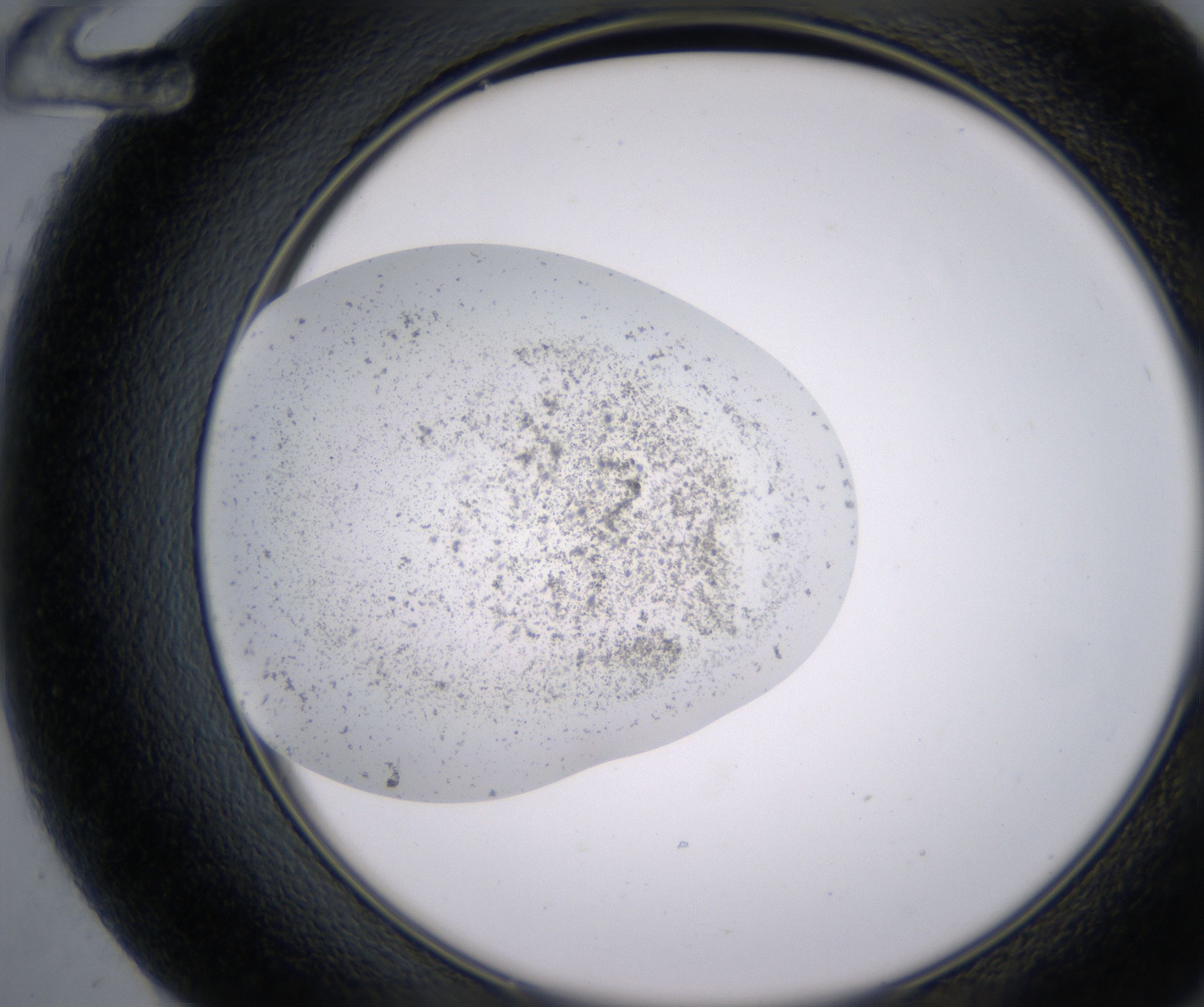 F12_HighResolution_Precipitate_2.jpg