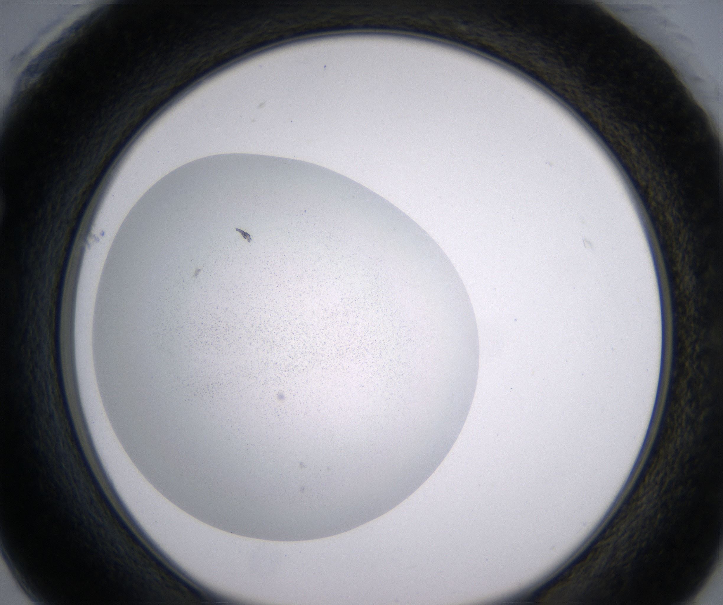 F1_HighResolution_Precipitate_1.jpg