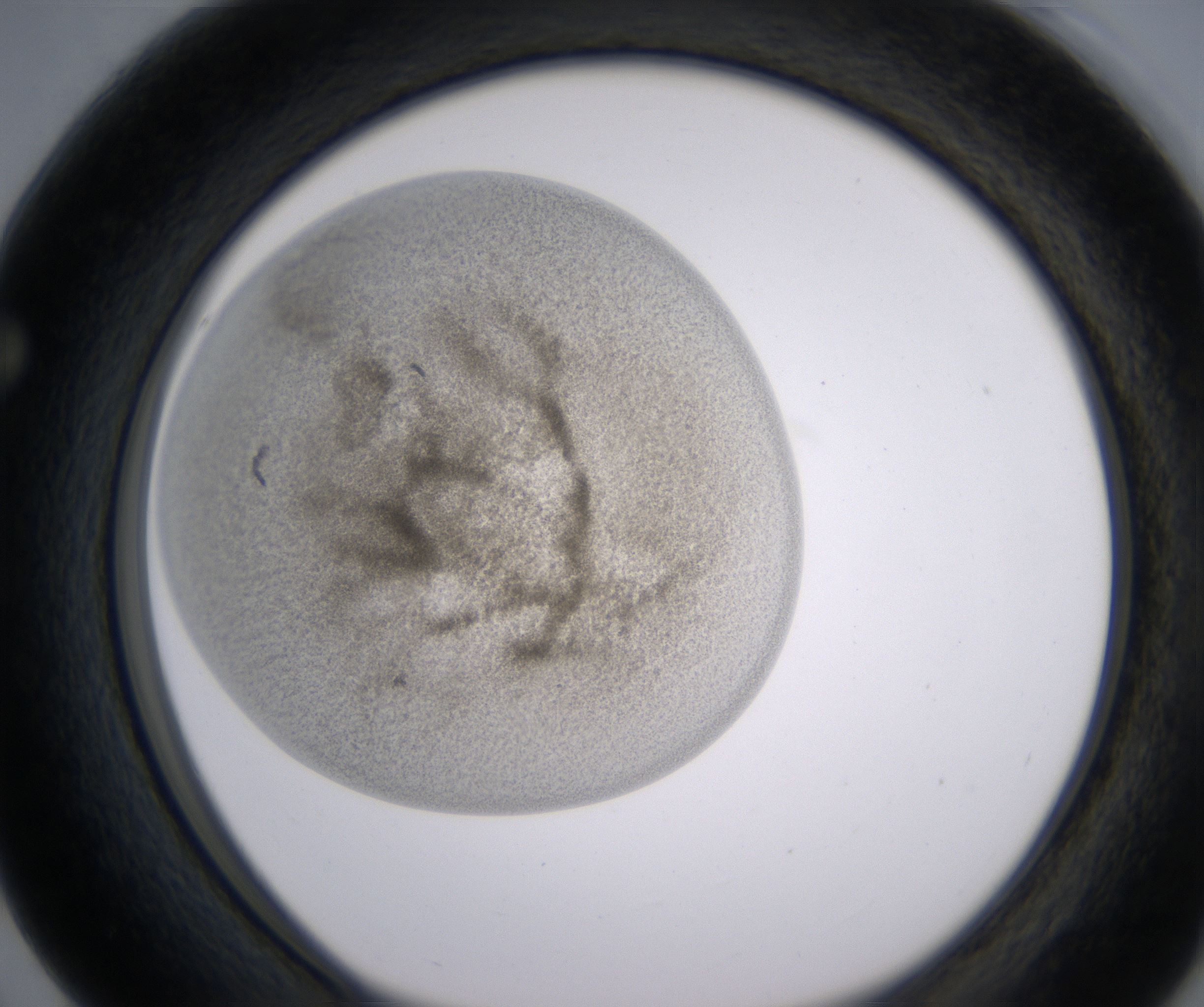 F3_HighResolution_Precipitate_1.jpg