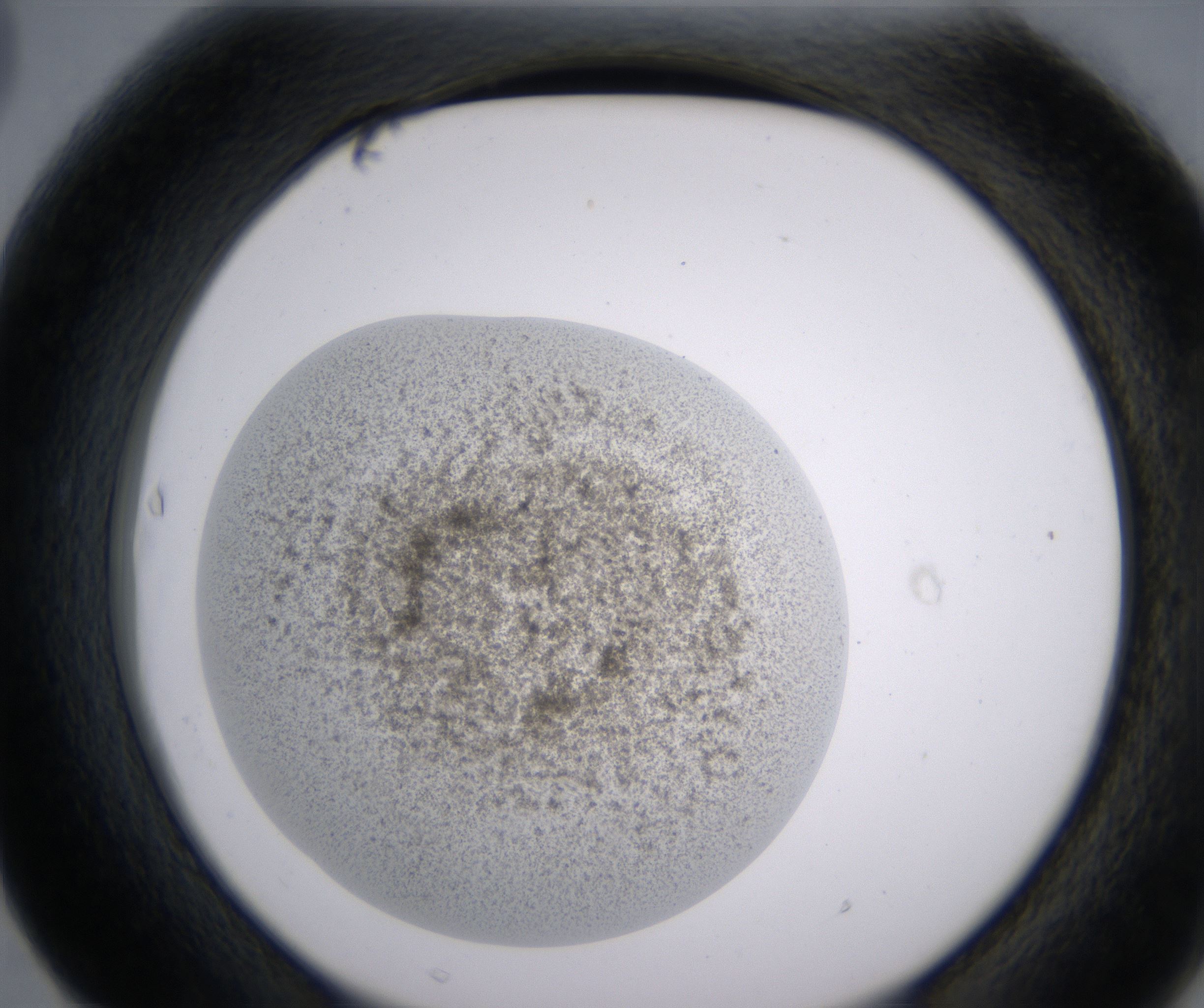 F3_HighResolution_Precipitate_2.jpg