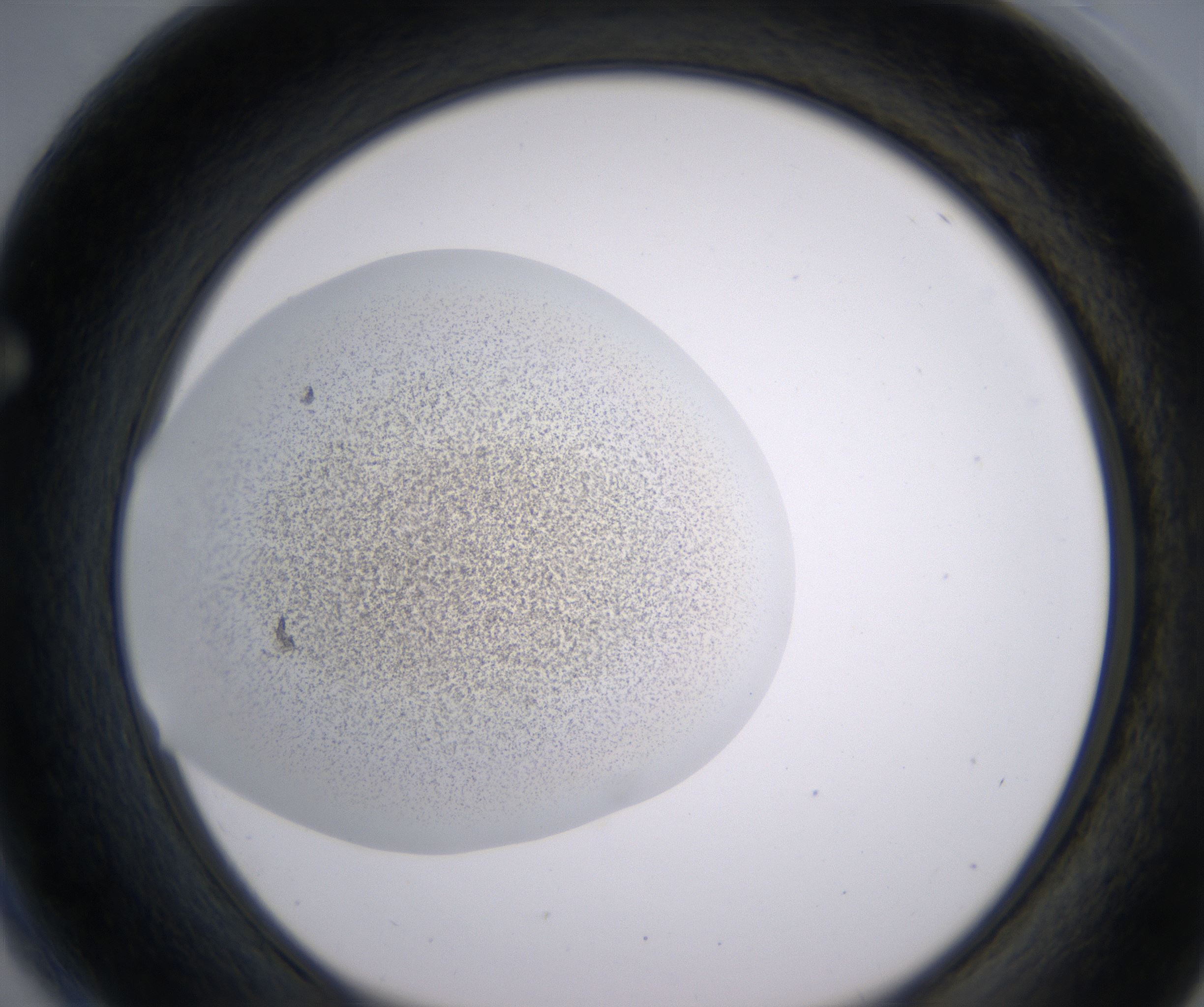 F4_HighResolution_Precipitate_1.jpg