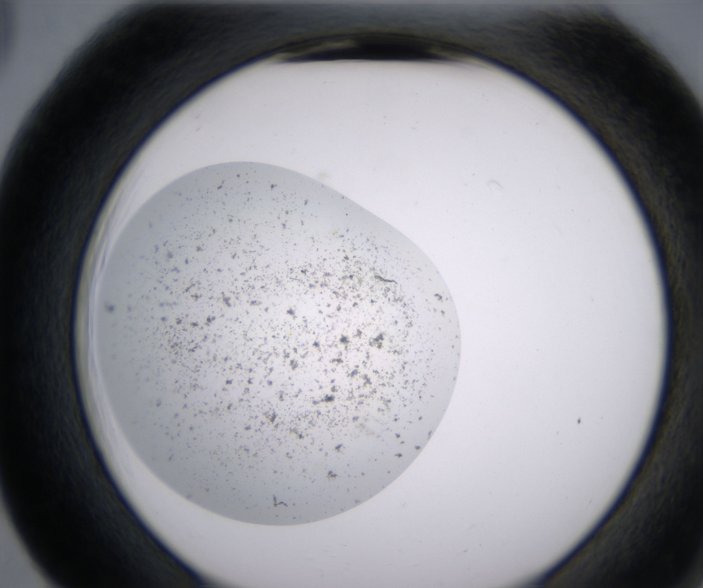 F5_HighResolution_Precipitate_2.jpg
