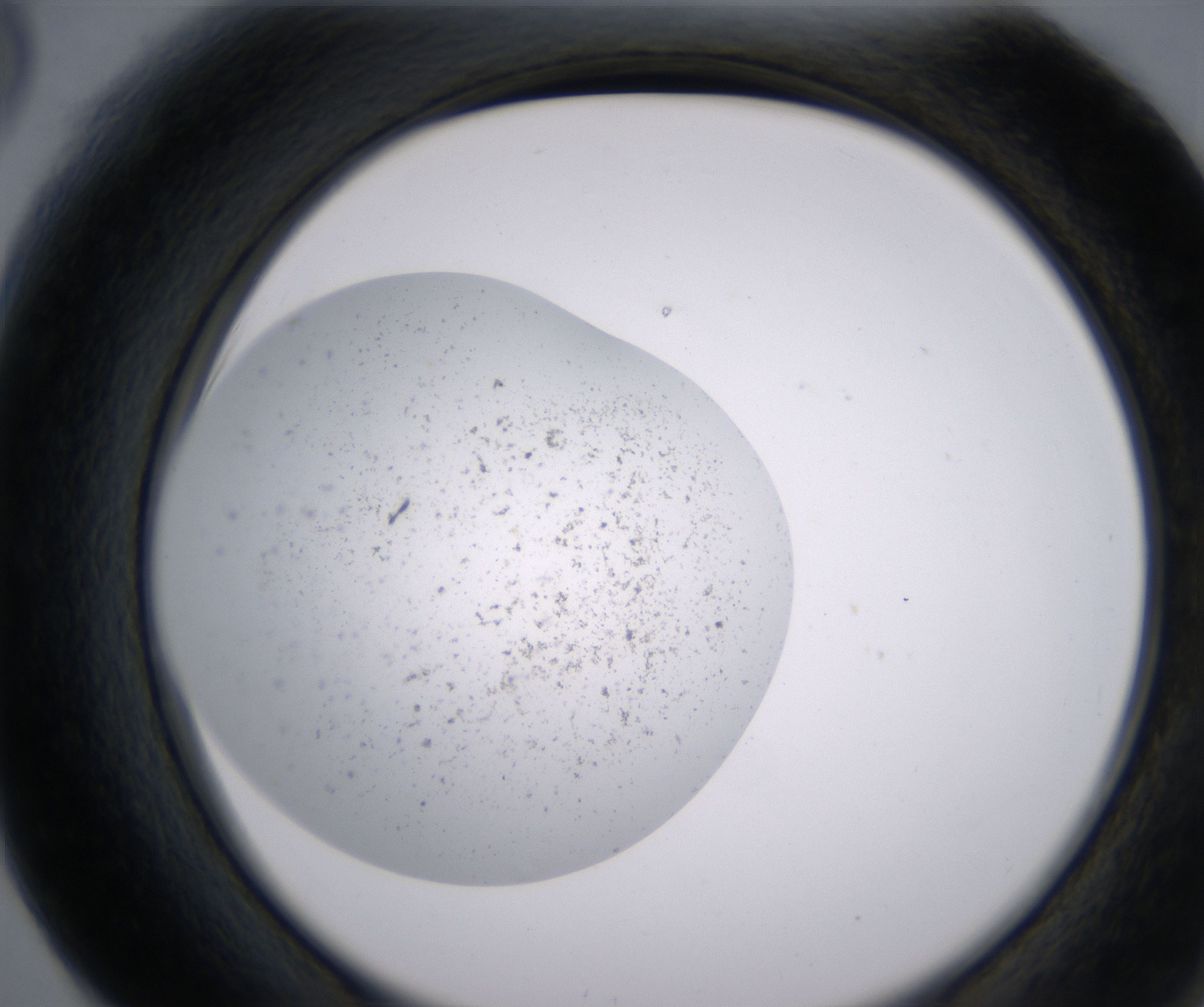 F6_HighResolution_Precipitate_2.jpg