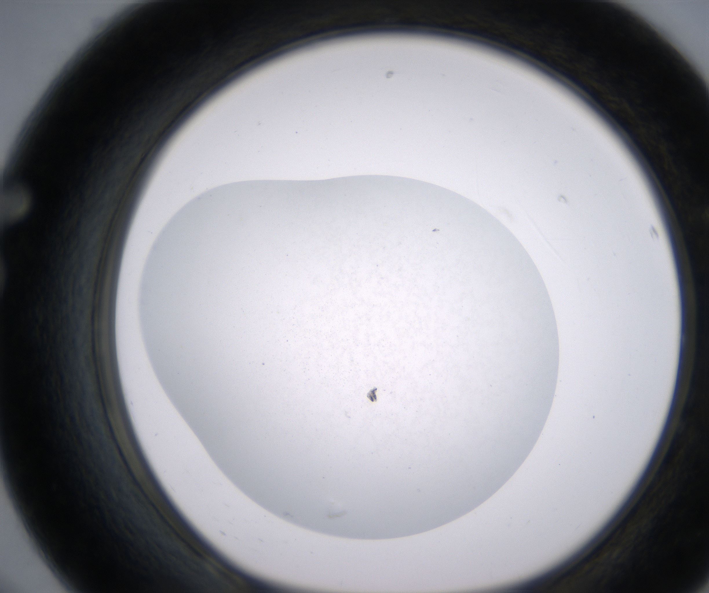 F8_HighResolution_Precipitate_1.jpg