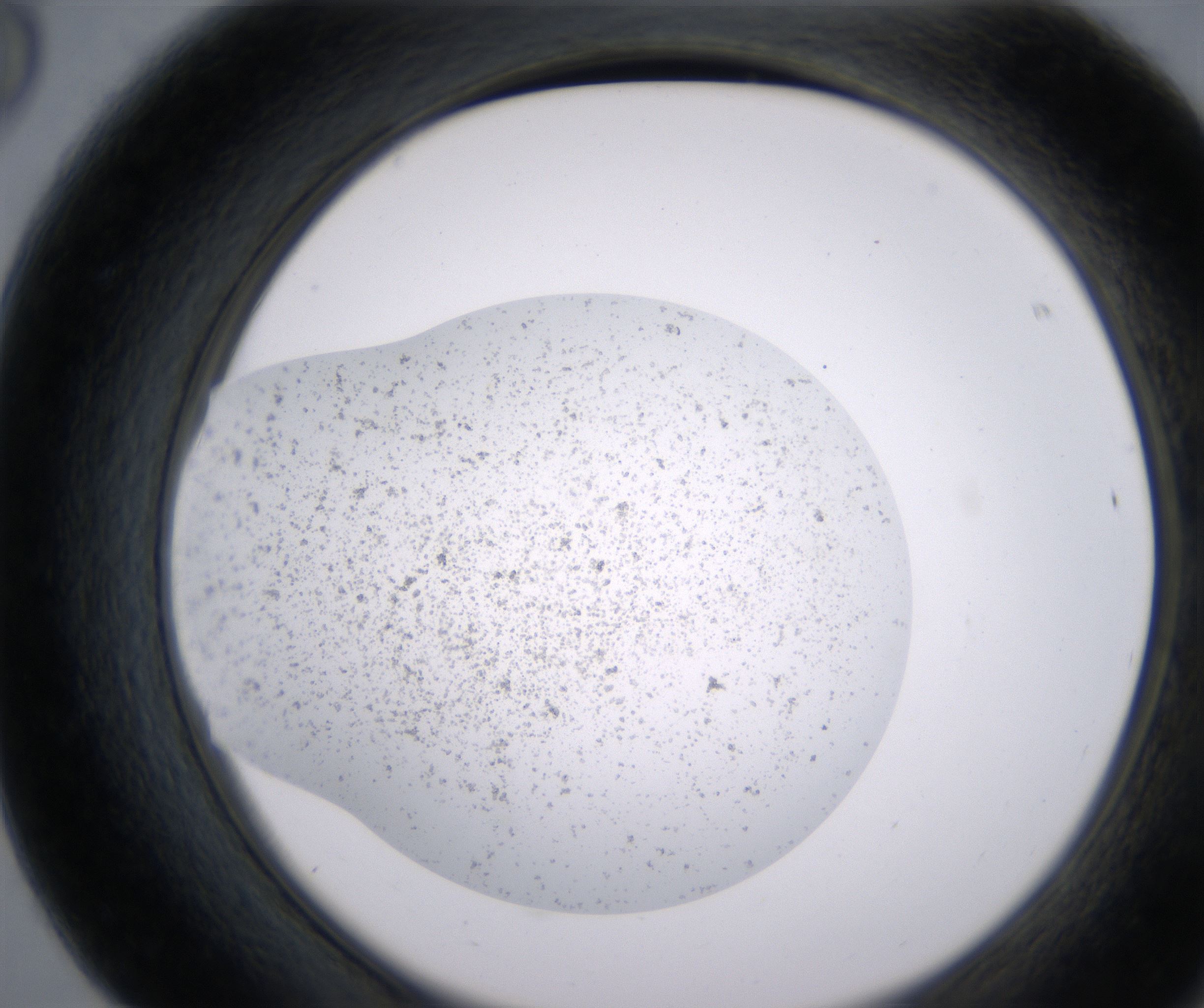 F8_HighResolution_Precipitate_2.jpg