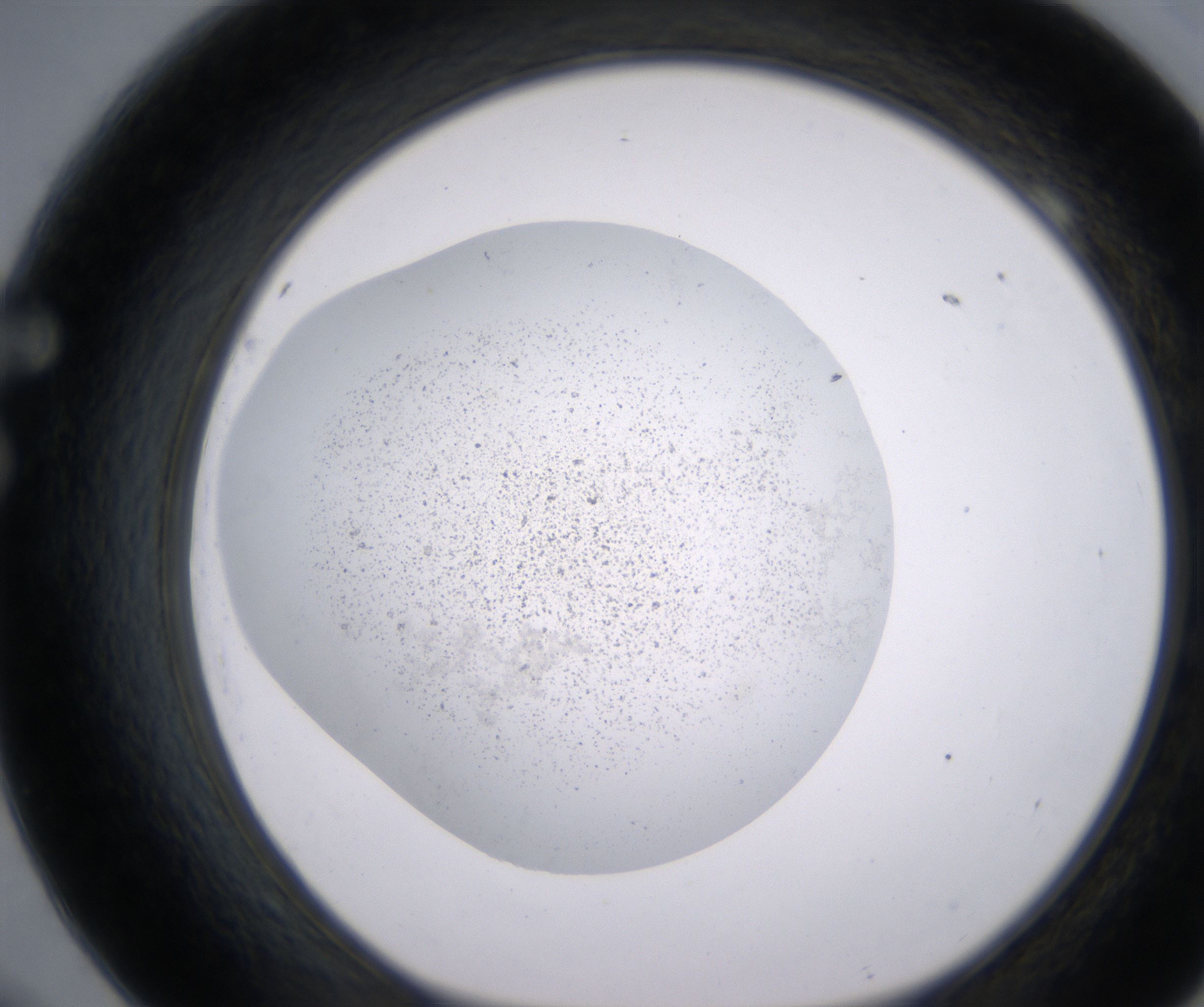 F9_HighResolution_Precipitate_1.jpg
