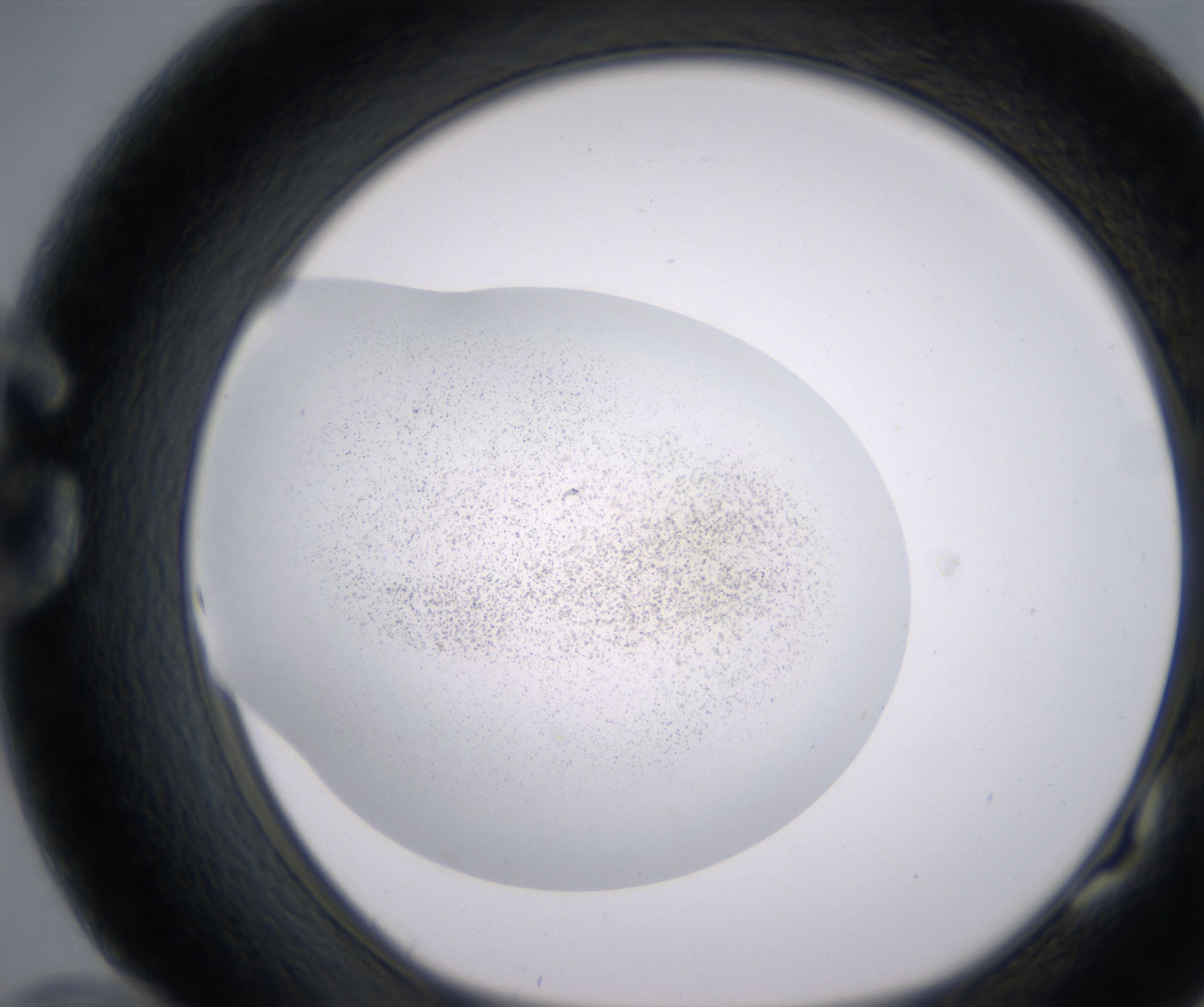 G10_HighResolution_Precipitate_1.jpg