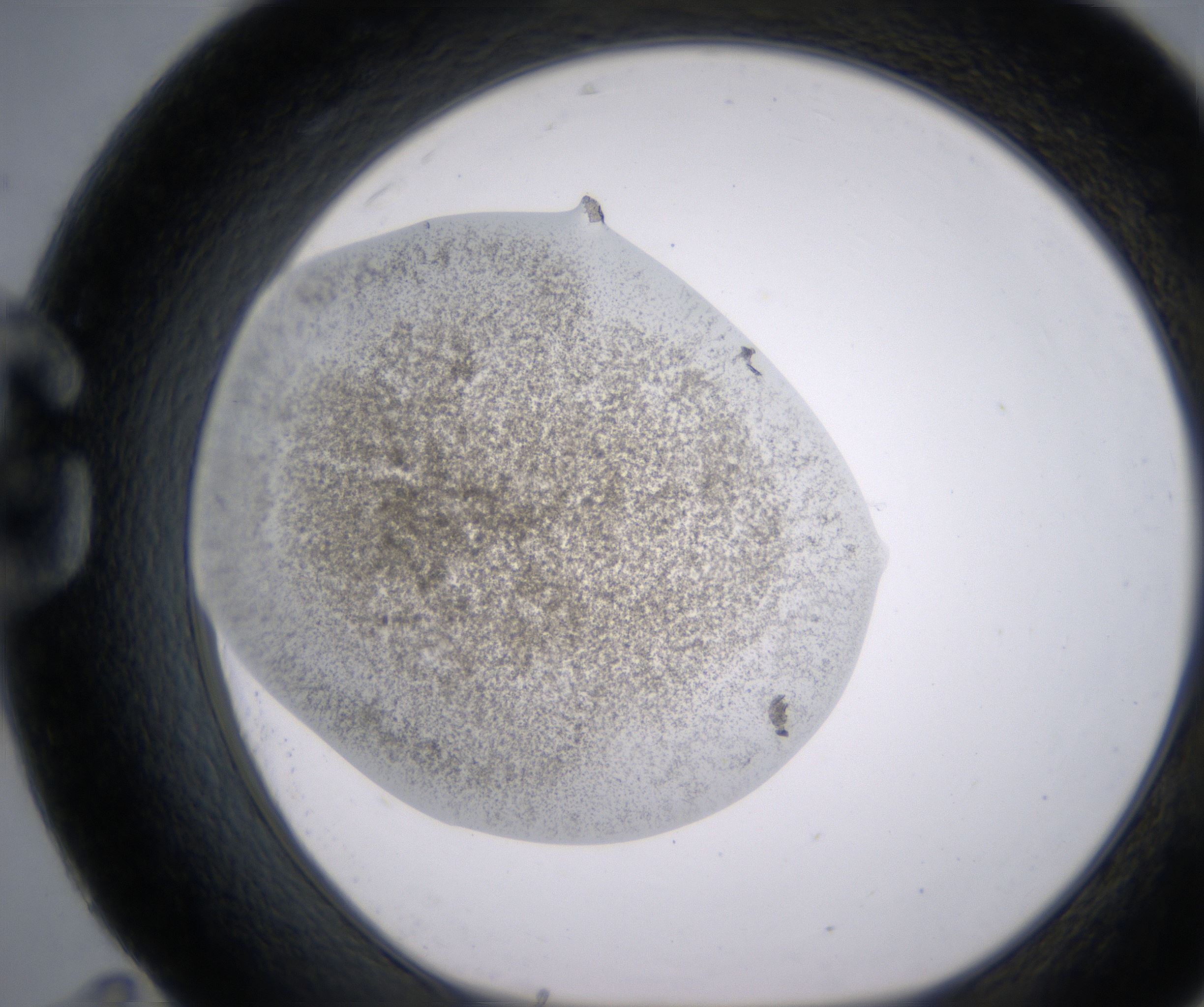 G11_HighResolution_Precipitate_1.jpg