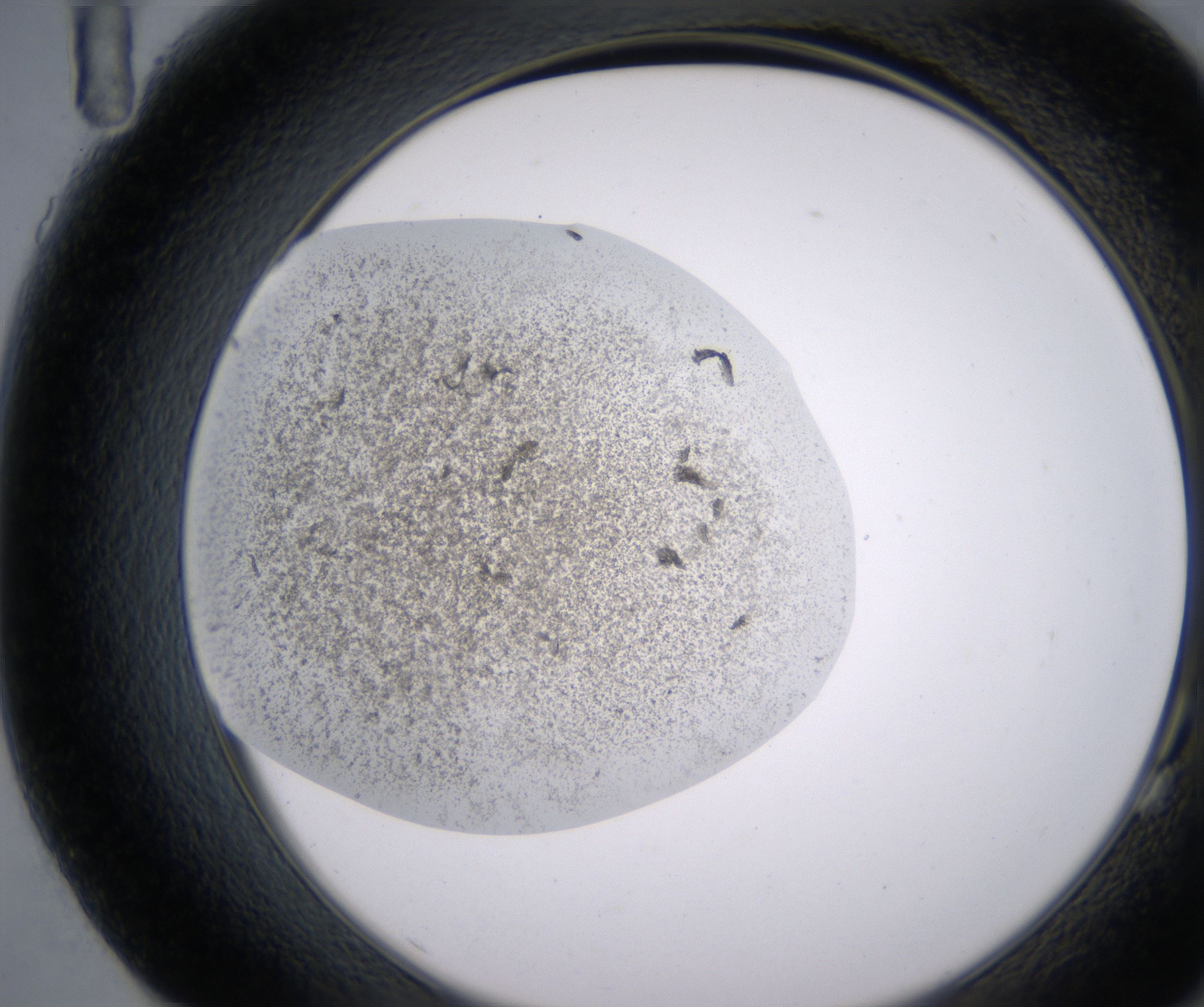 G11_HighResolution_Precipitate_2.jpg