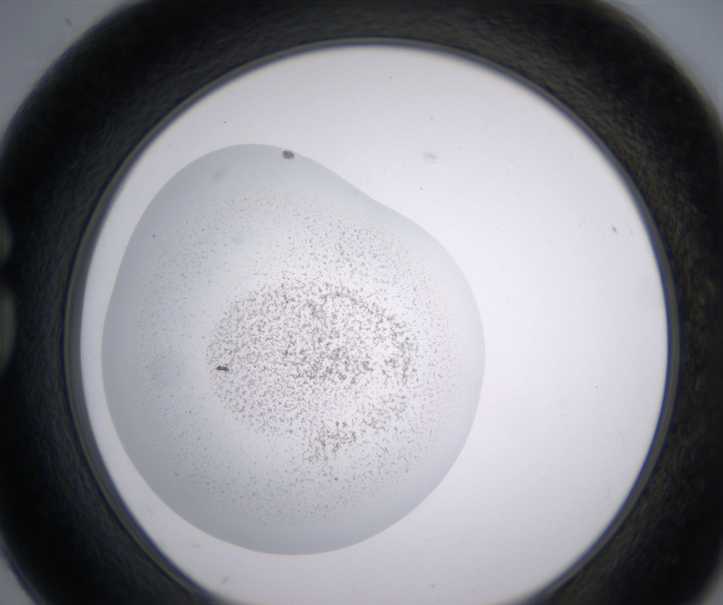 G2_HighResolution_Precipitate_1.jpg