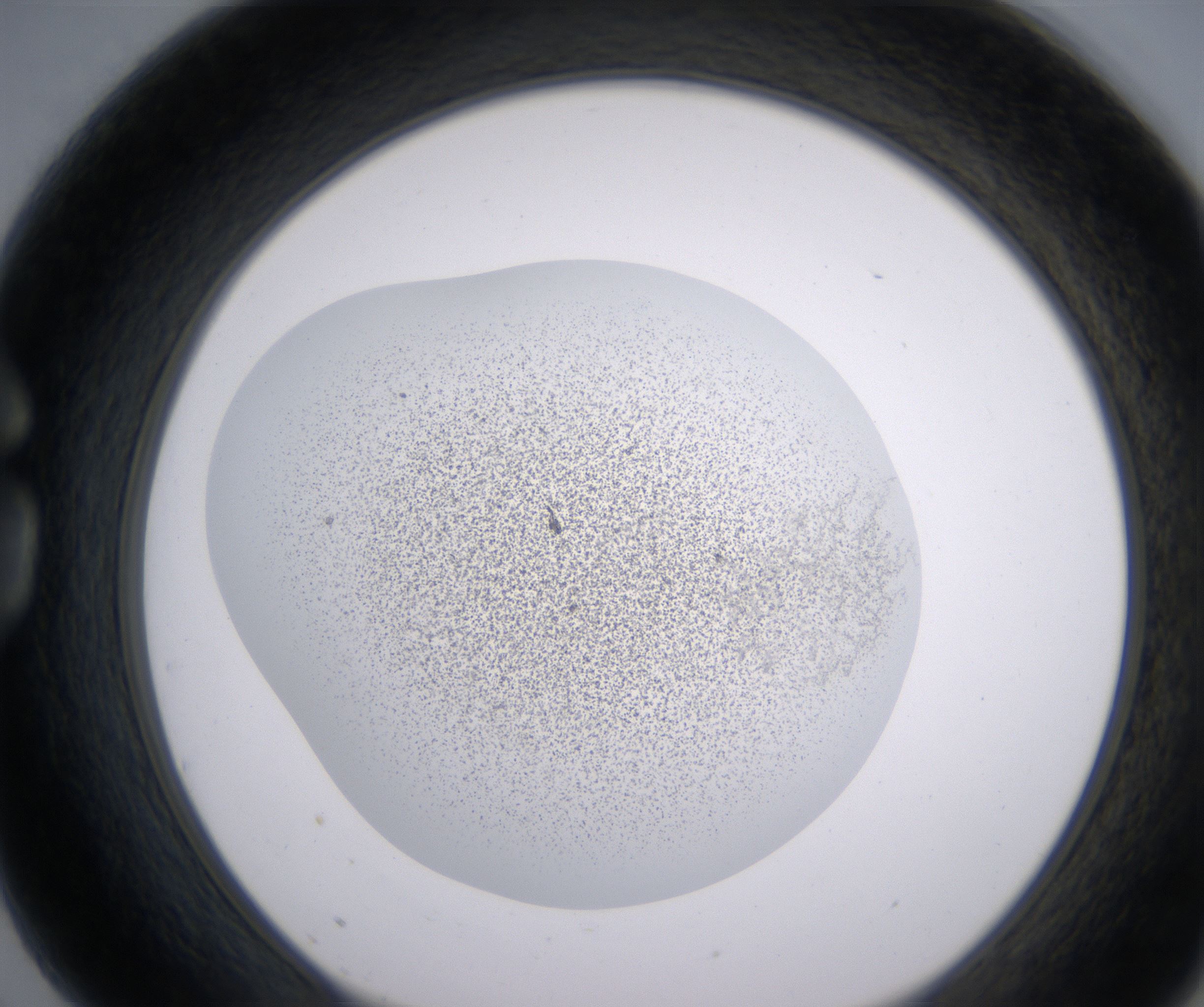 G3_HighResolution_Precipitate_1.jpg